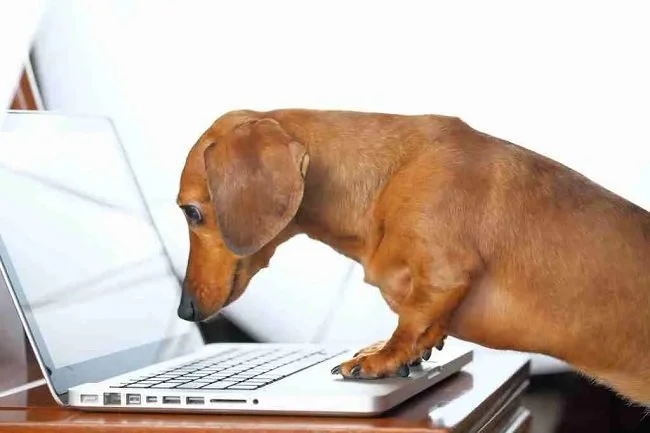 Dog Blogging 650.jpg