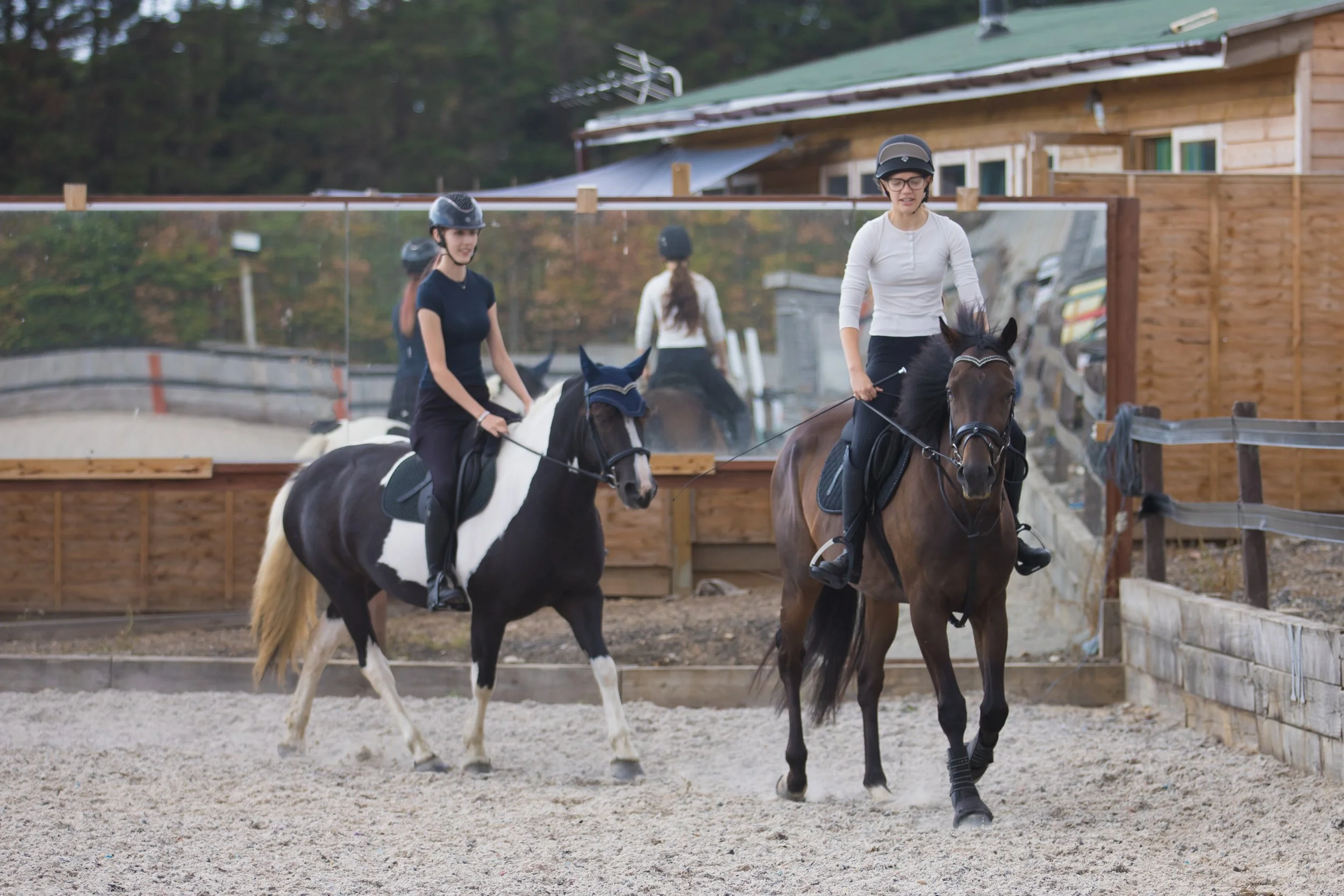 hampshire-equine-photographer-horses-rider-arena.jpg.jpg