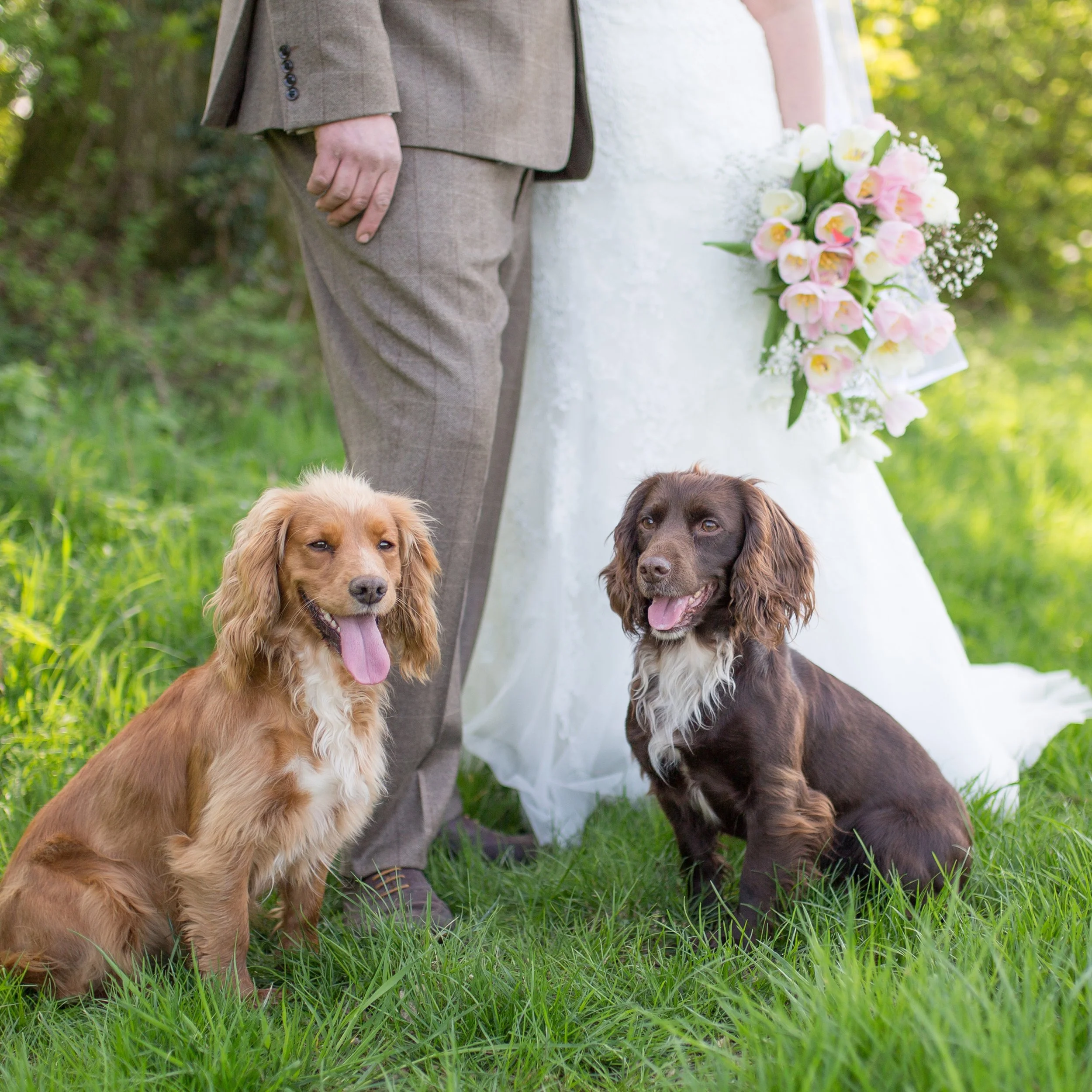 Can we all agree that dogs are the REAL stars of weddings? 🐶✨

Whether they're ring bearers, aisle escorts or simply there for moral support, wedding dogs always bring the best moments and the biggest smiles.

Here are a few of my favourite four-leg