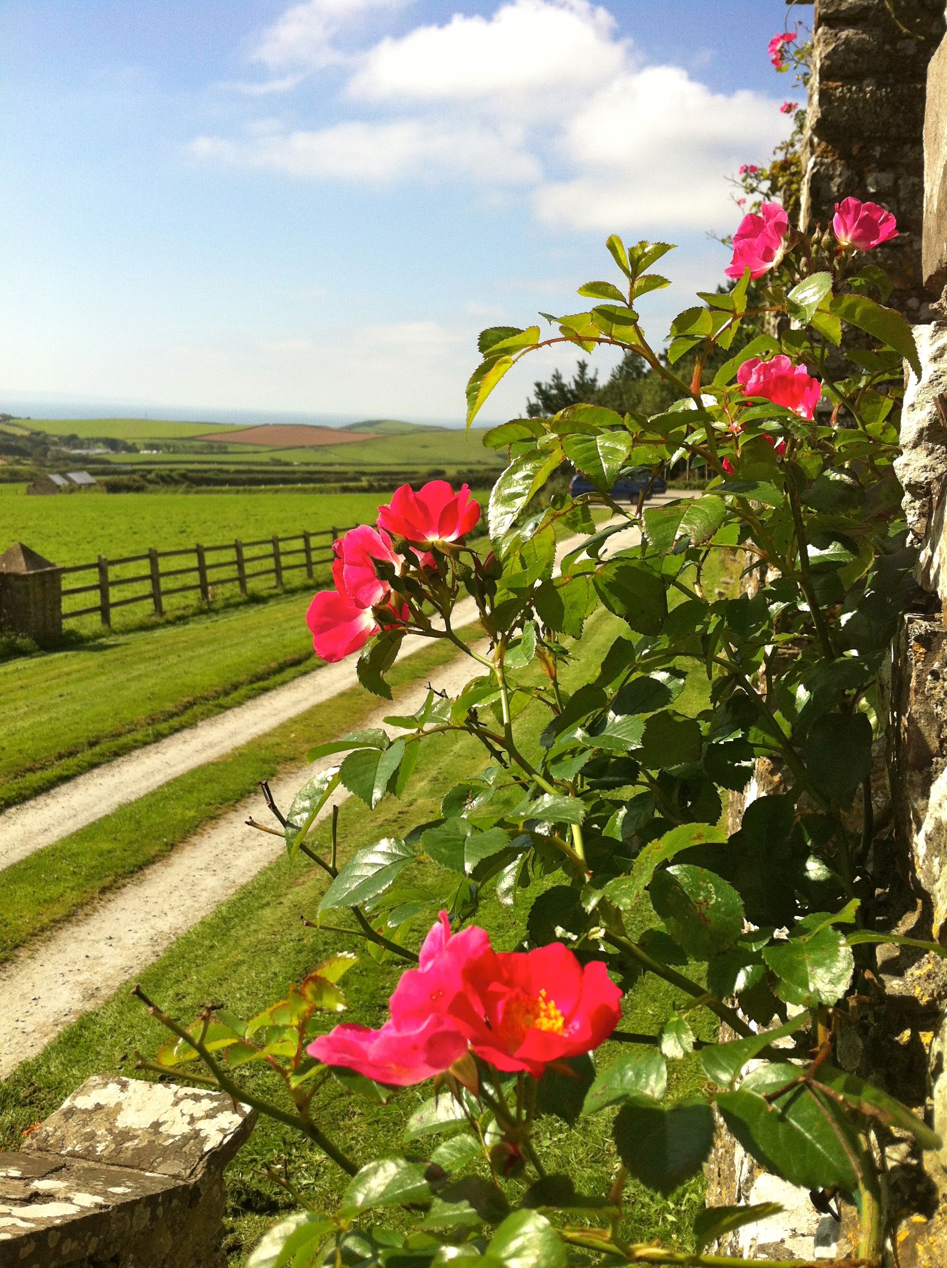 Driveway in bloom.jpg