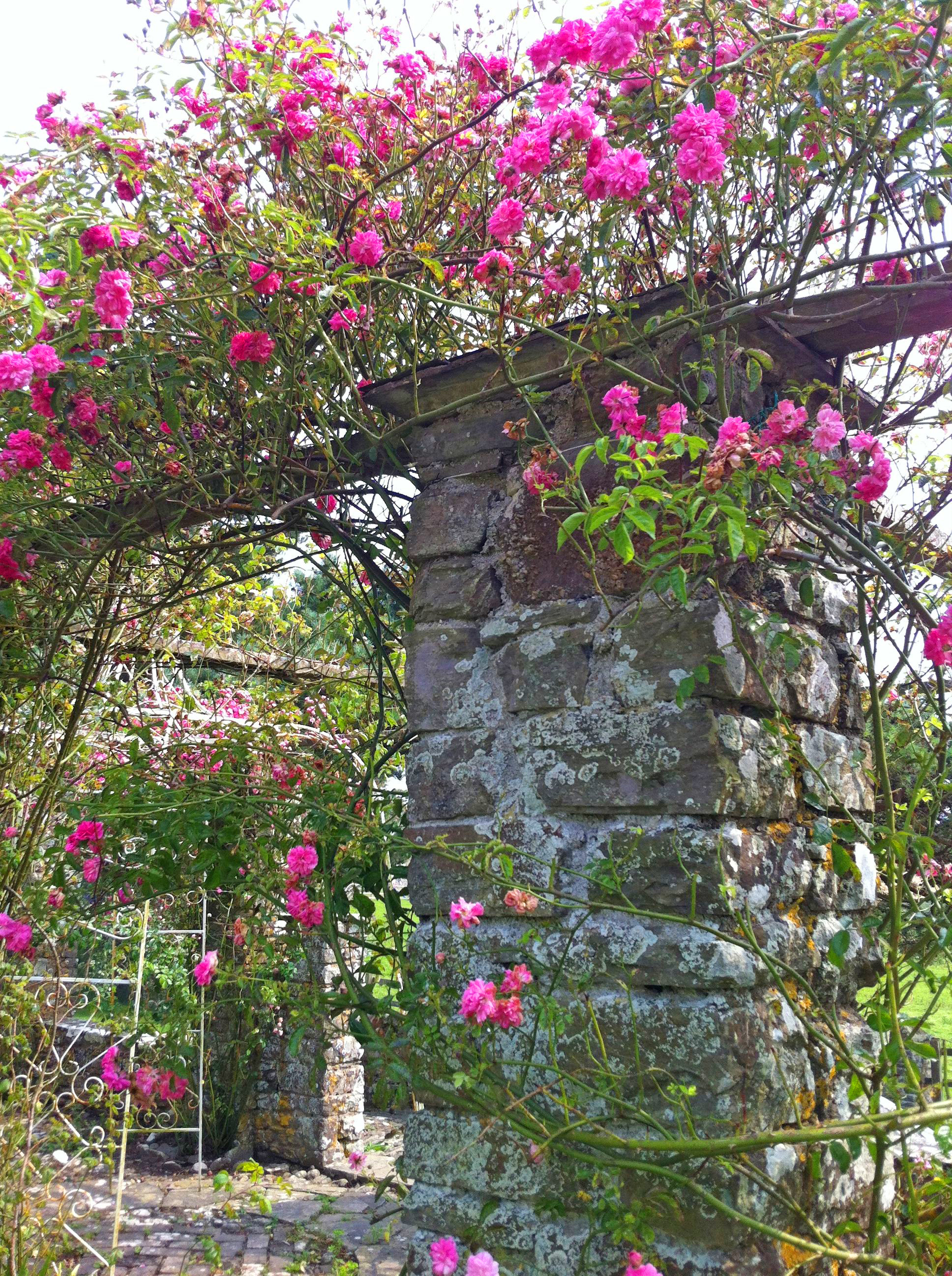 Rose Arbour in bloom.jpg