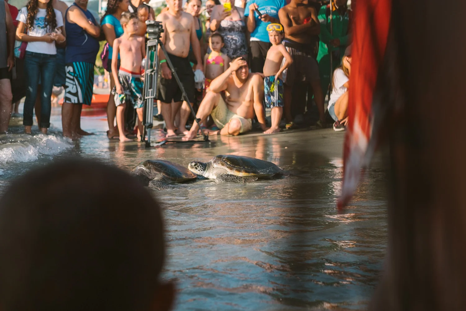 A crowd watching some sea turtles being released back in the ocean.