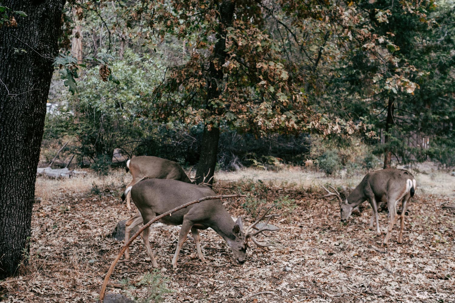 Some beautiful deers we saw roaming free next to the gallery