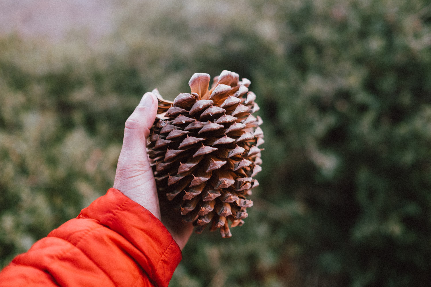 Nature "details"