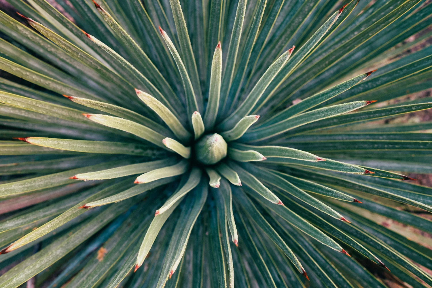Beautiful flora along the way
