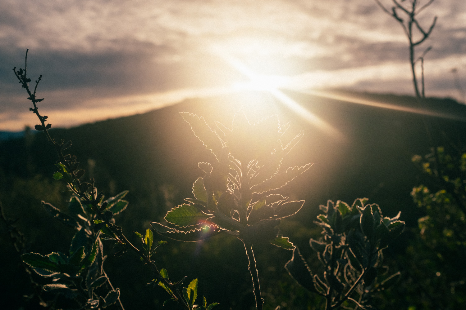 Morning light