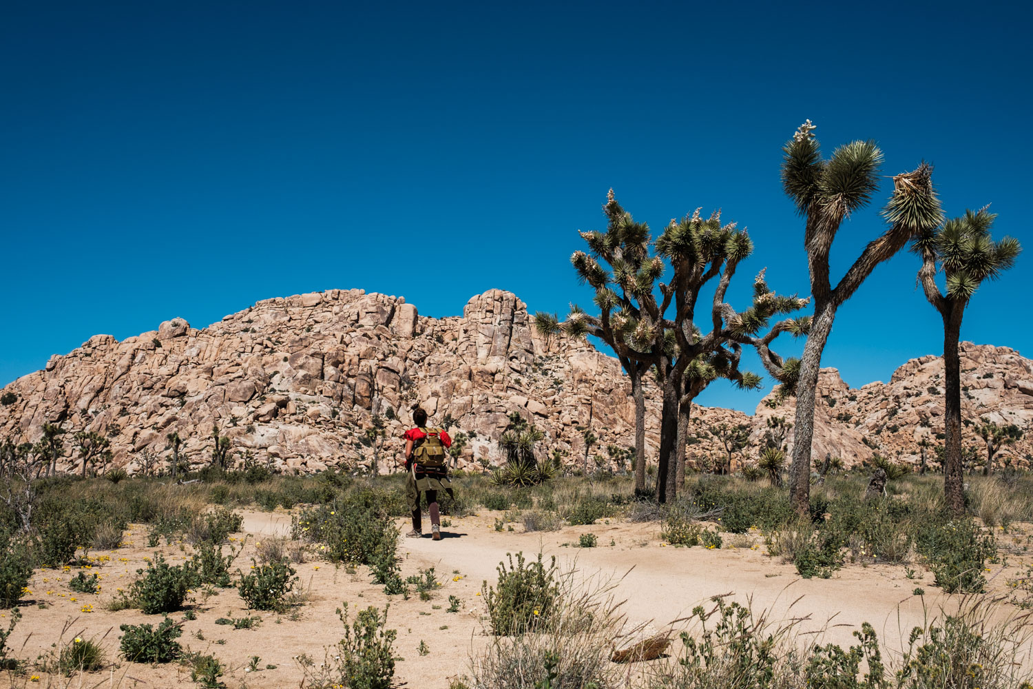 Thousand of flowers, Joshua trees and piles of rocks that seem to have been put together by careful and creative hands 