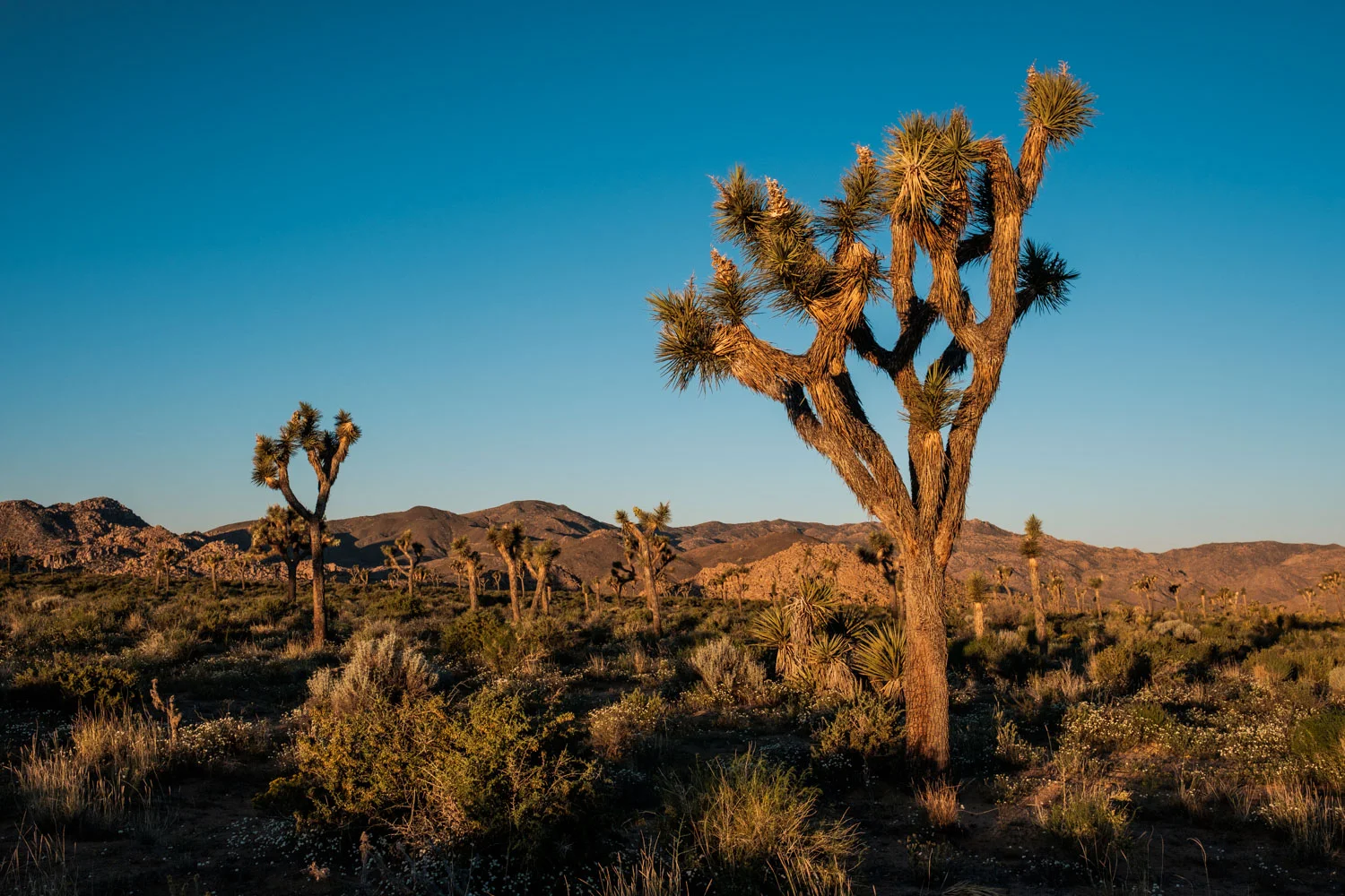 Joshua trees painted in gold
