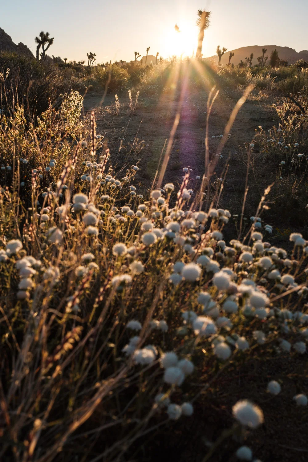 White, little flowers shinning in gold during sunset