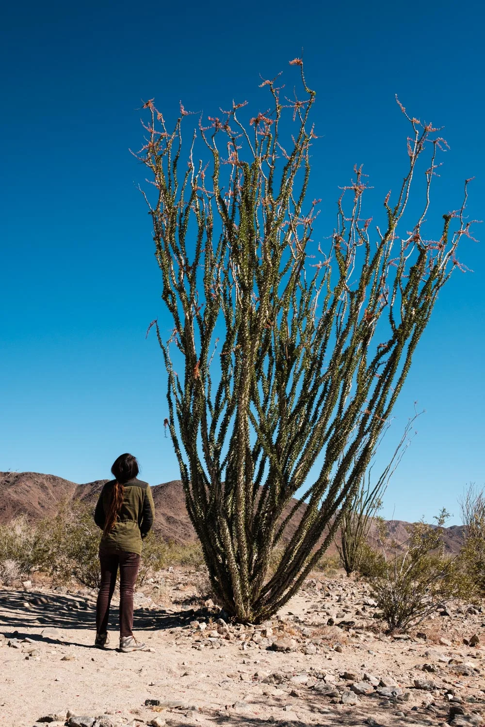 Aleja admiring the unique beauty of this plant