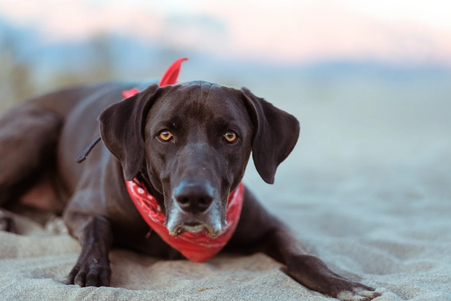 Nosso filho de quatro patas Otto , das ruas da Colômbia para o mundo