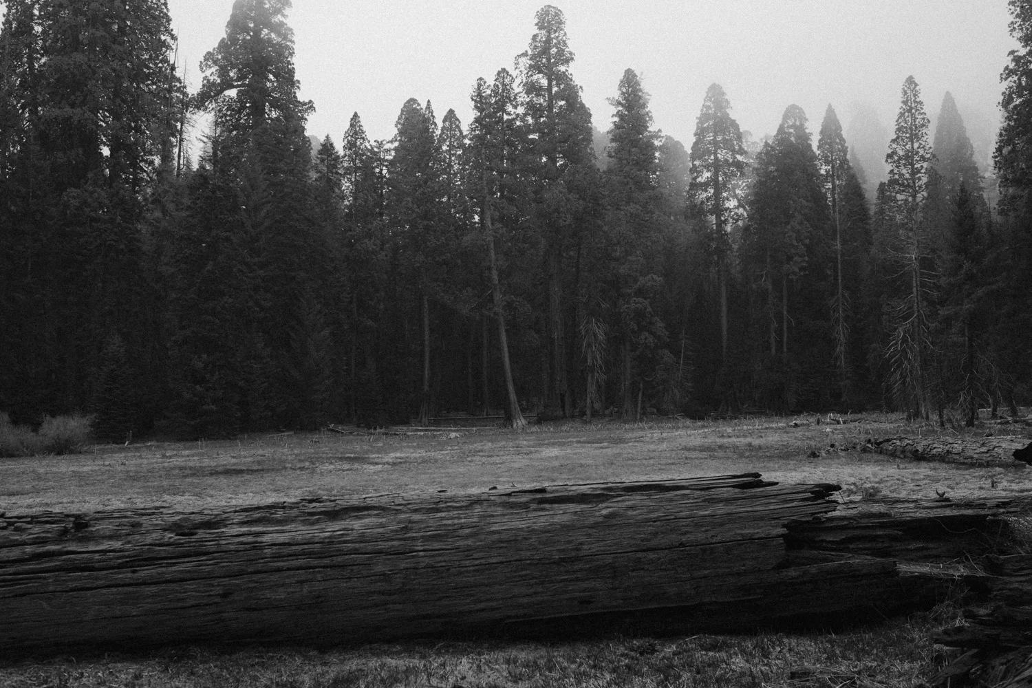 Sequoia National Park, CA