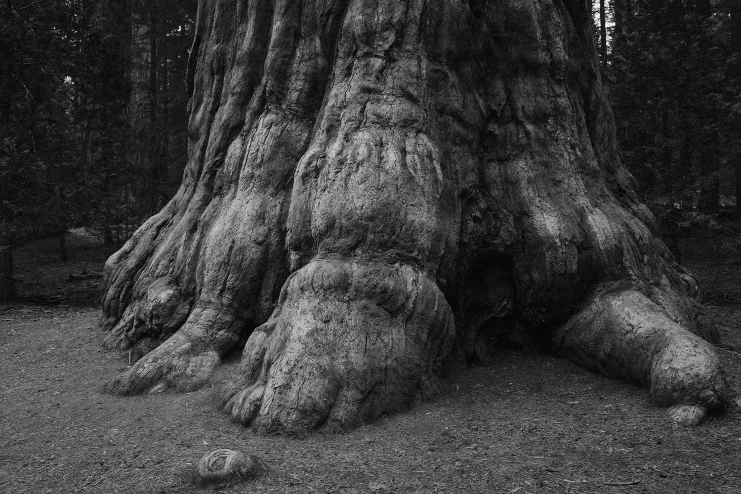 A giant sequoia at Sequoia and Kings Canyon National Parks