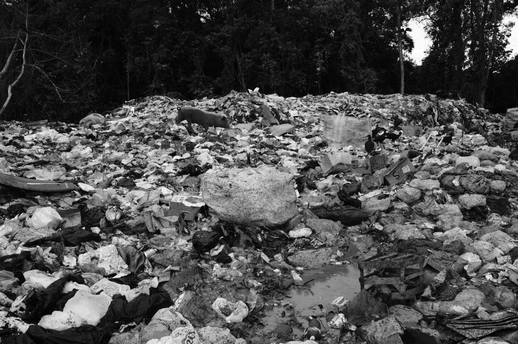 A pig wanders through piles of plastic at Itacaré's dumpsite (Bahia, Brazil).