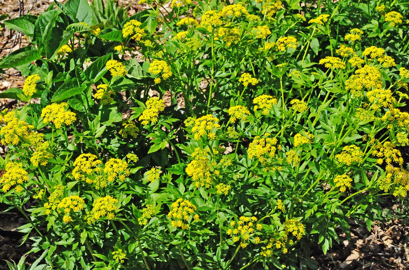 golden-alexanders.jpg