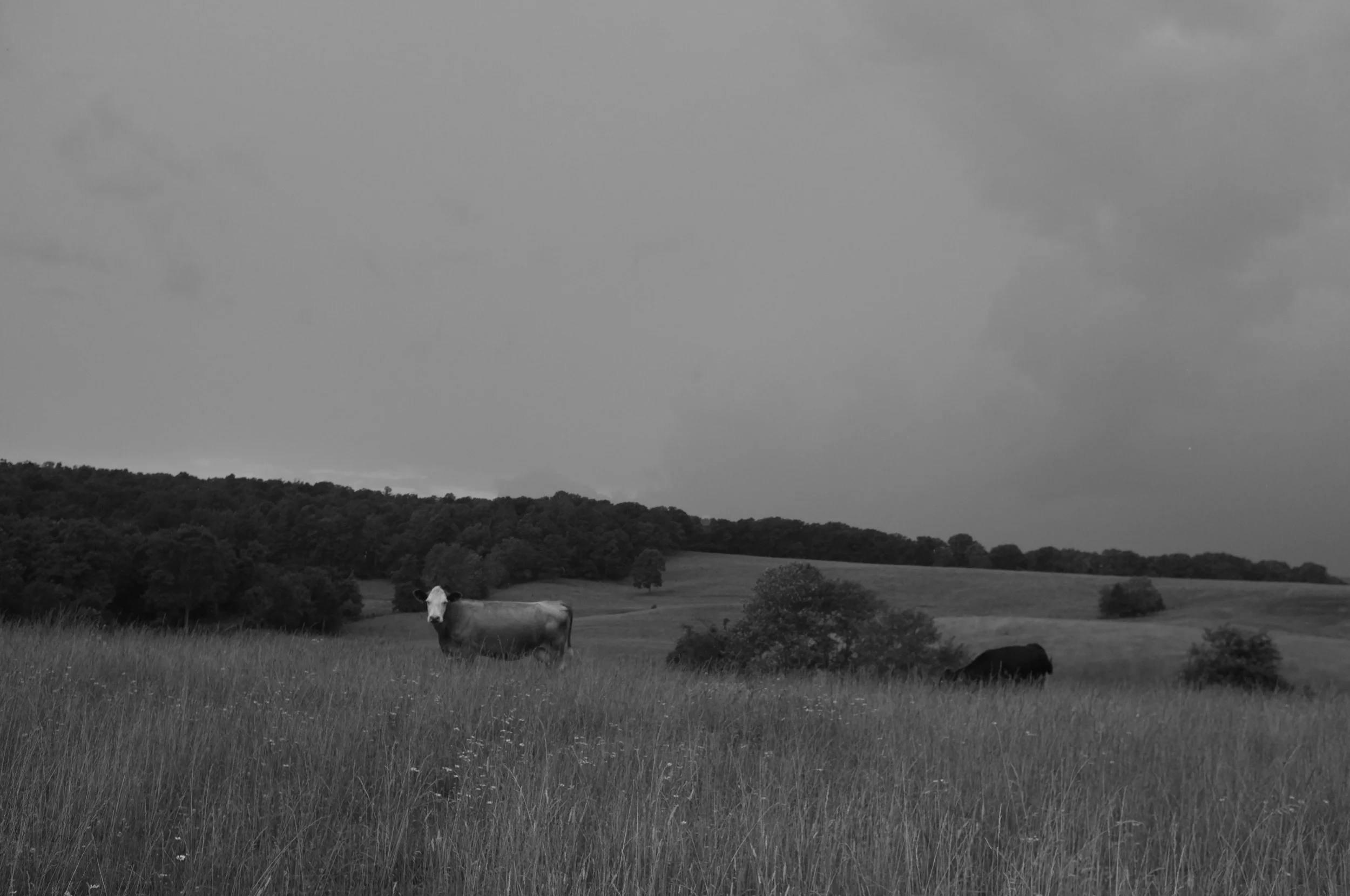 Curious Cow, Bentonville, Virginia