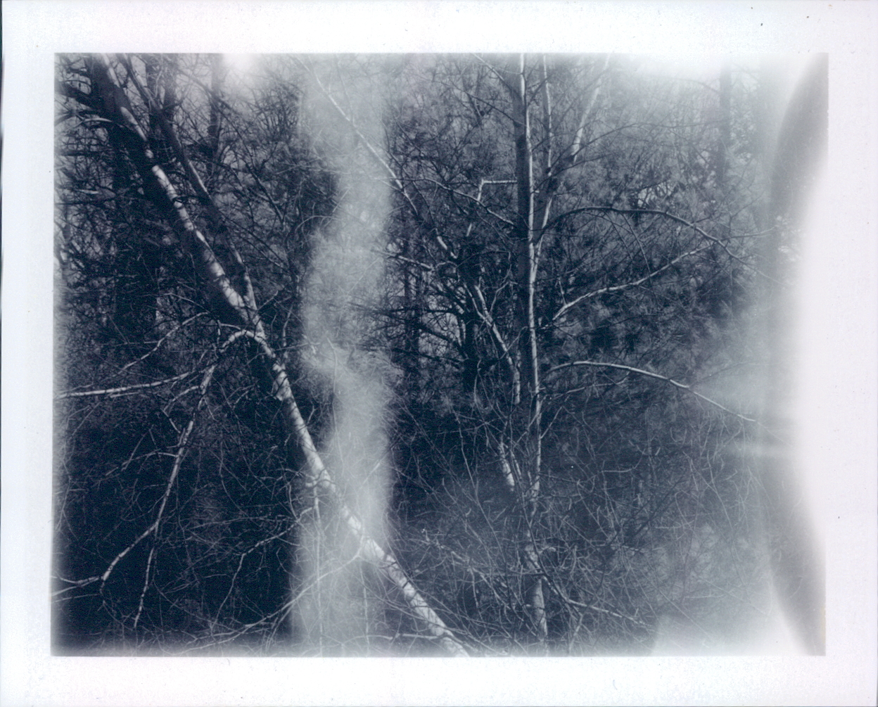 arbor lluminance