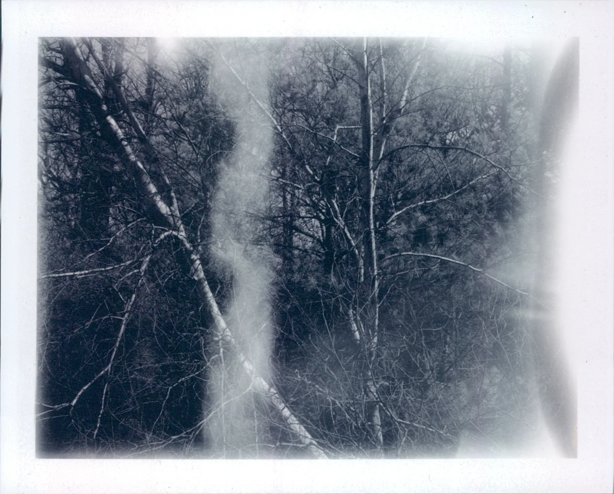 arbor lluminance