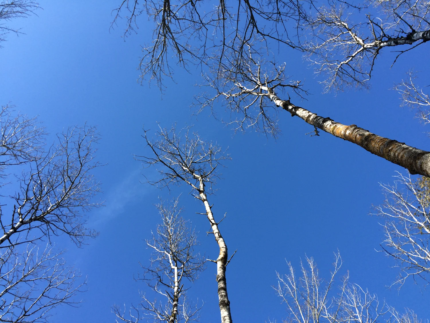 blue sky birches.jpg