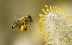 The Bee debate