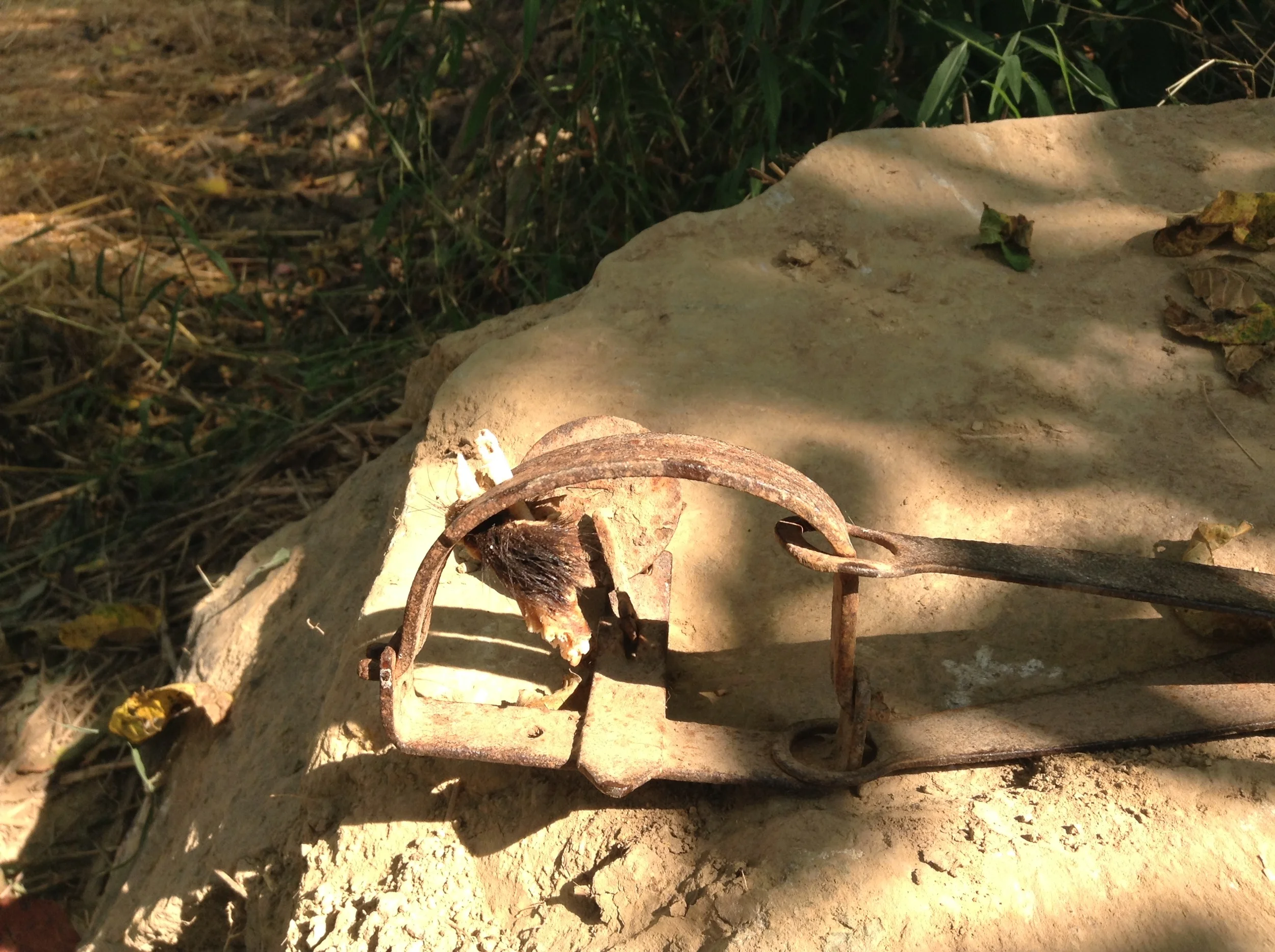 An old trap I found
