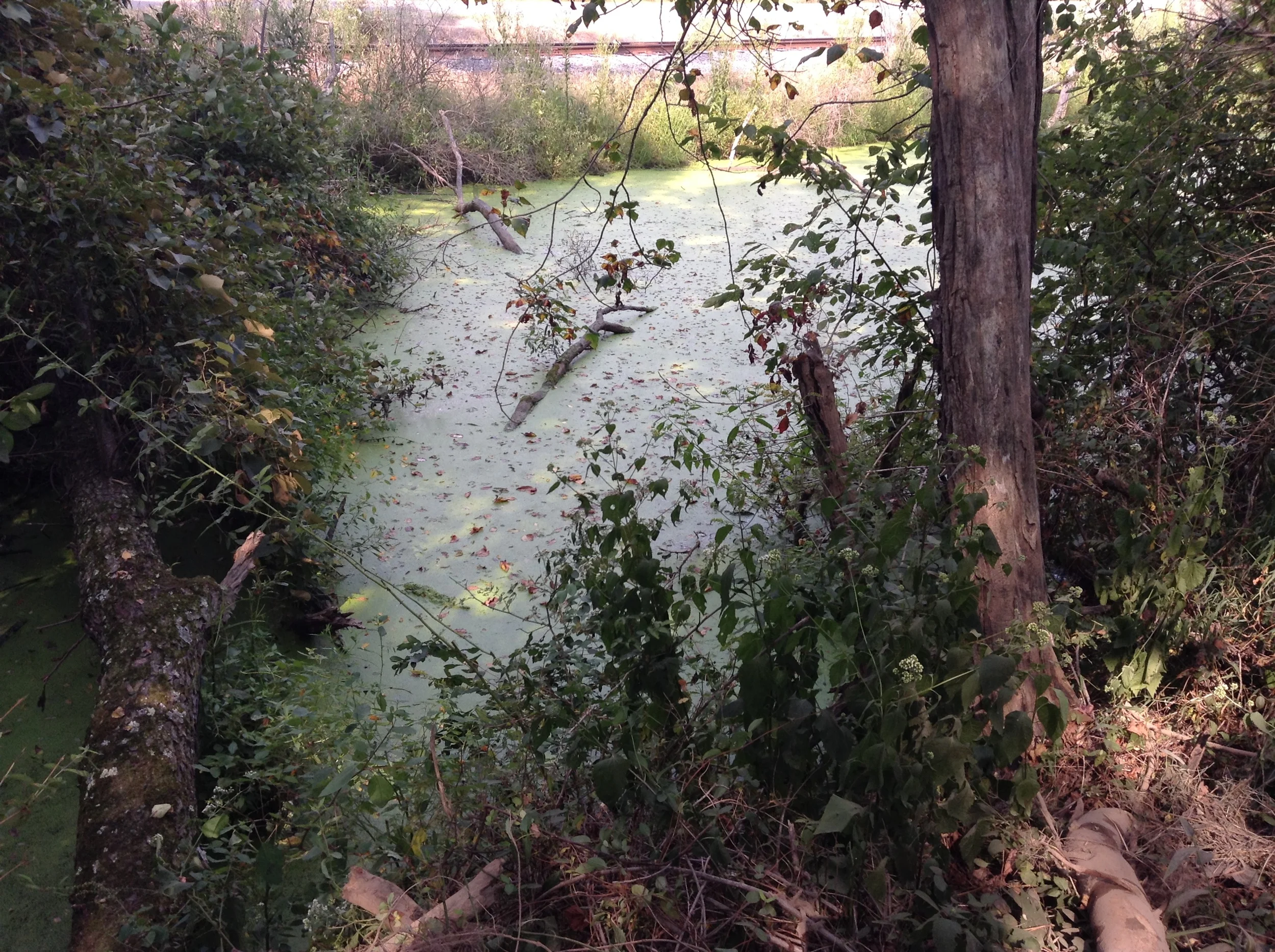 Watered Canal