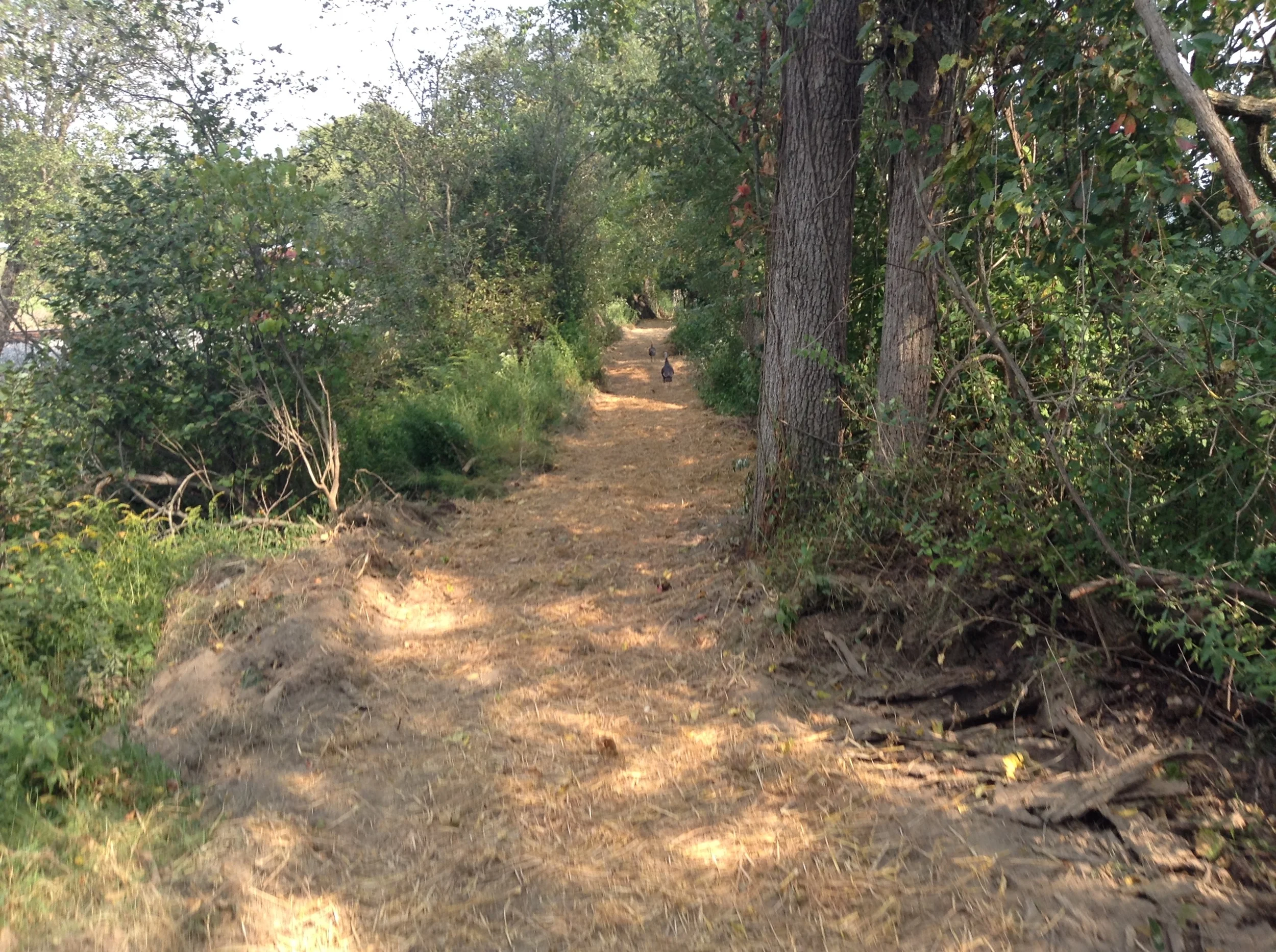 Typical trail section