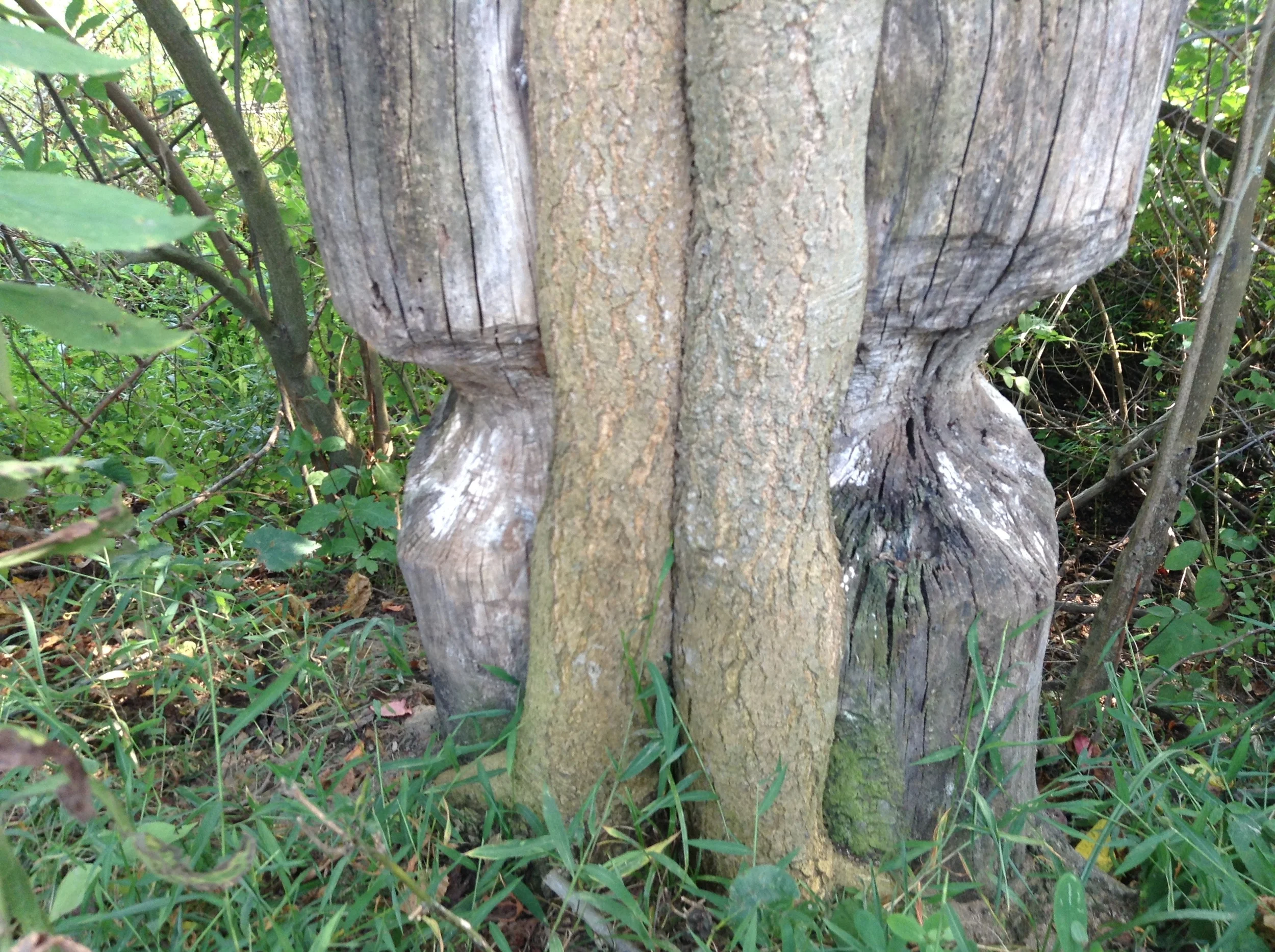 Beavers