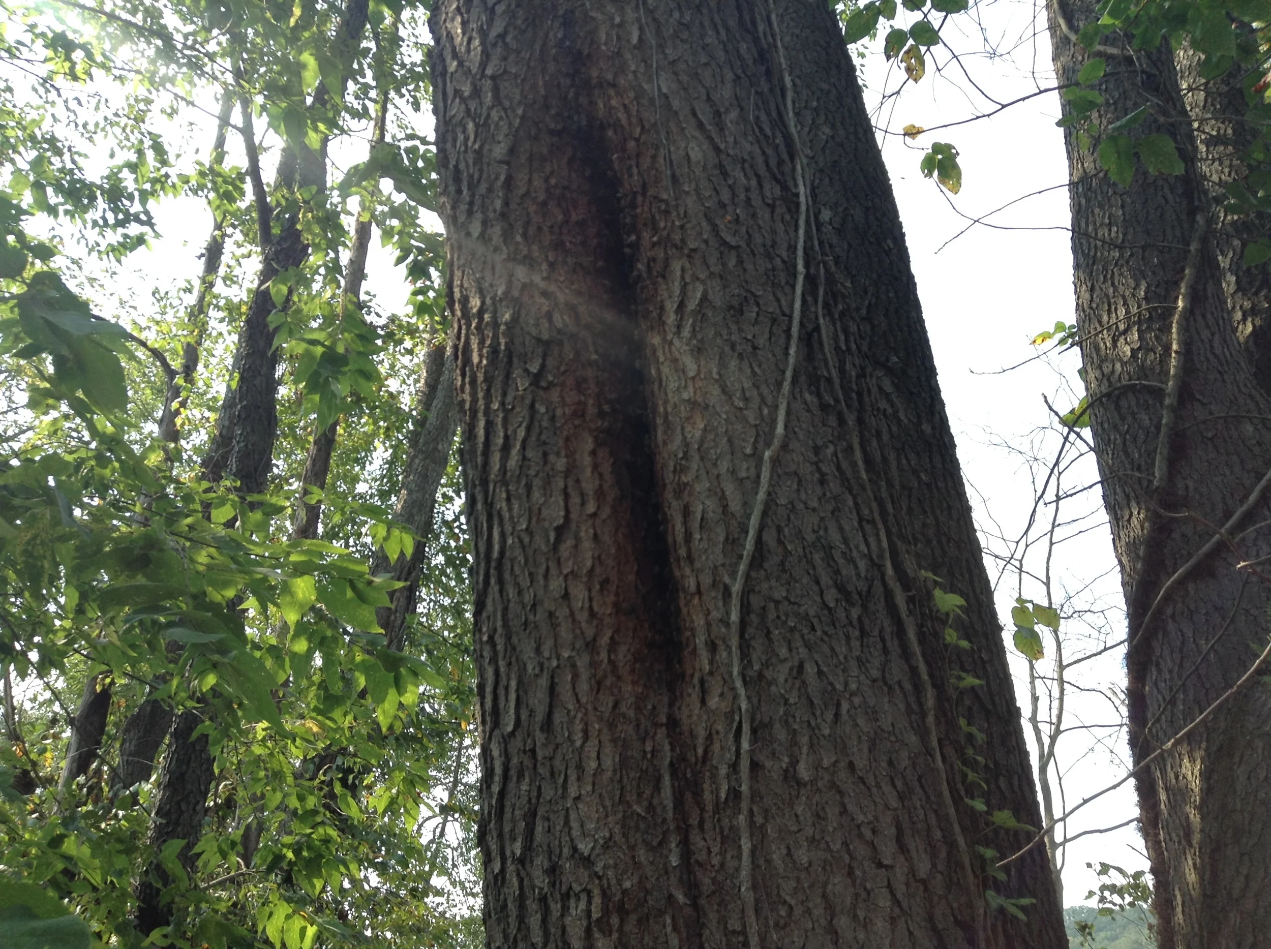 Honey bees in a tree