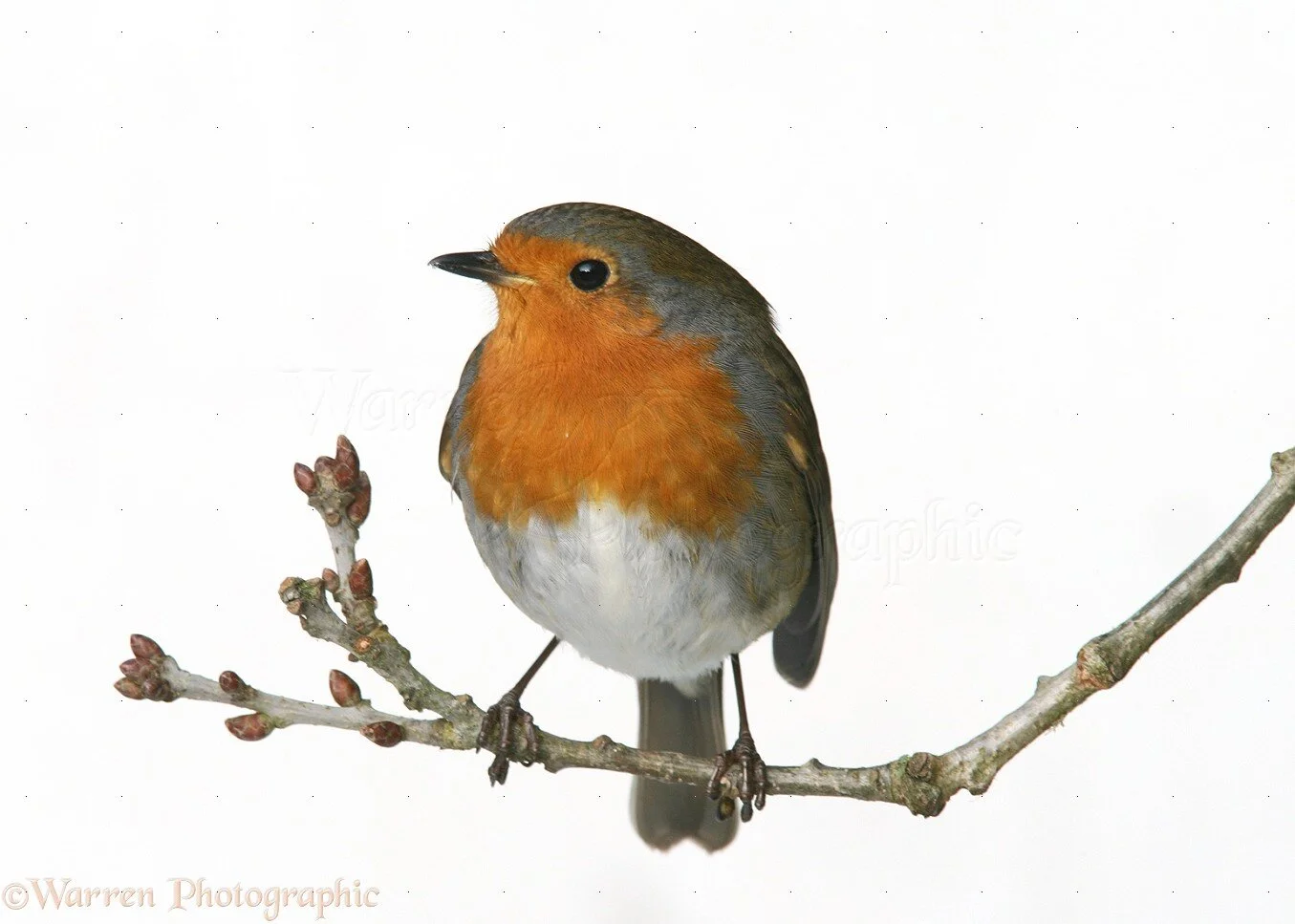 20574-Robin-on-a-branch-white-background.jpg
