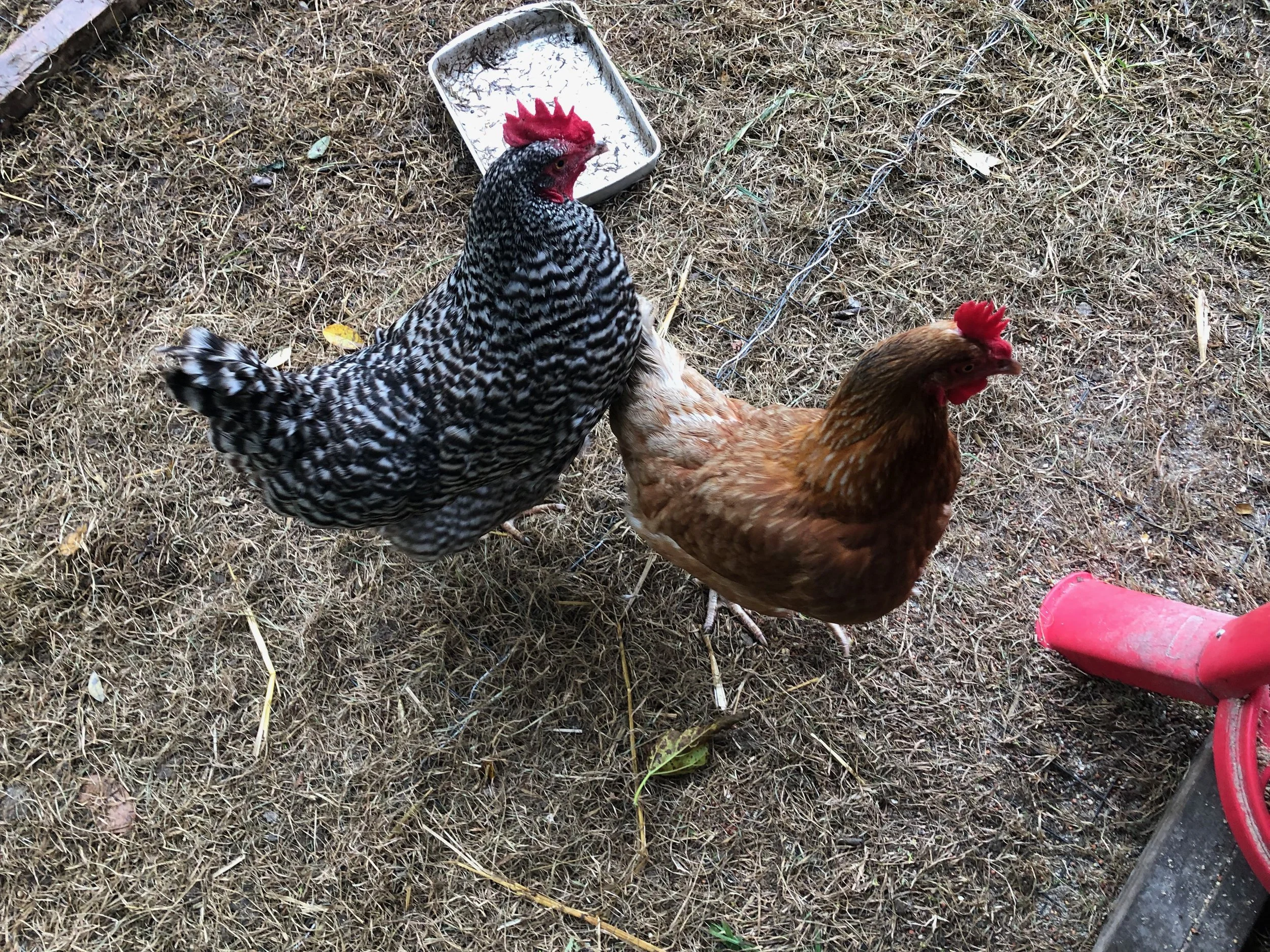 Rebellious Chicken illustrates the the futility of individualism