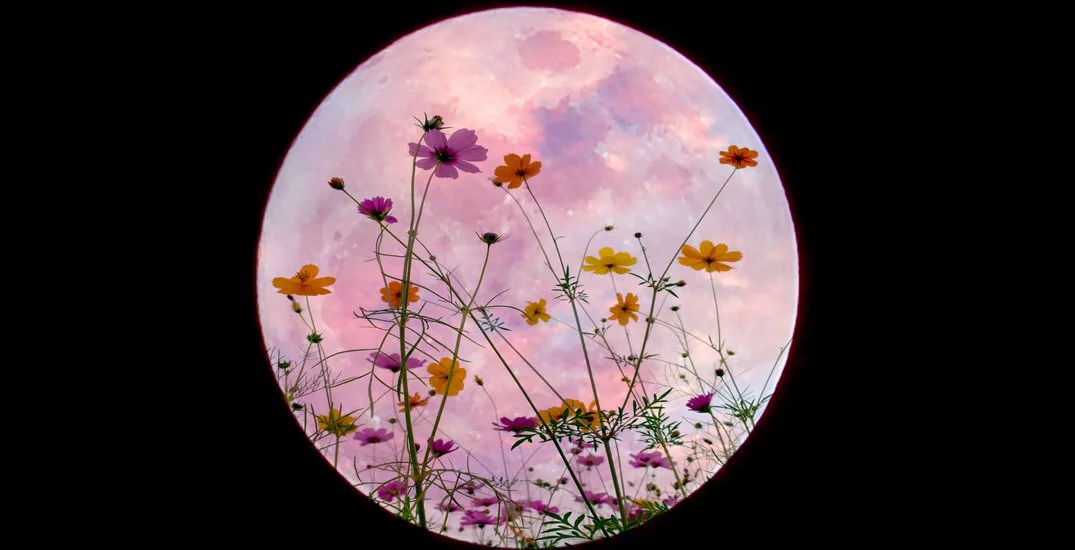 Flower Moon/Full Bloom