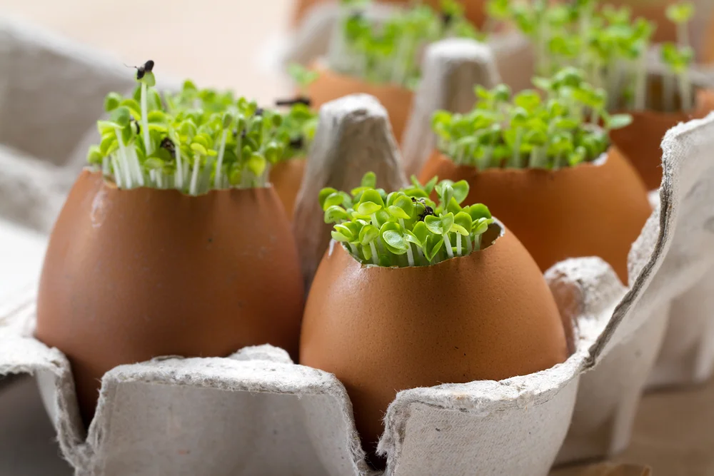 Fresh Ideas Banner Image_247124416.jpg