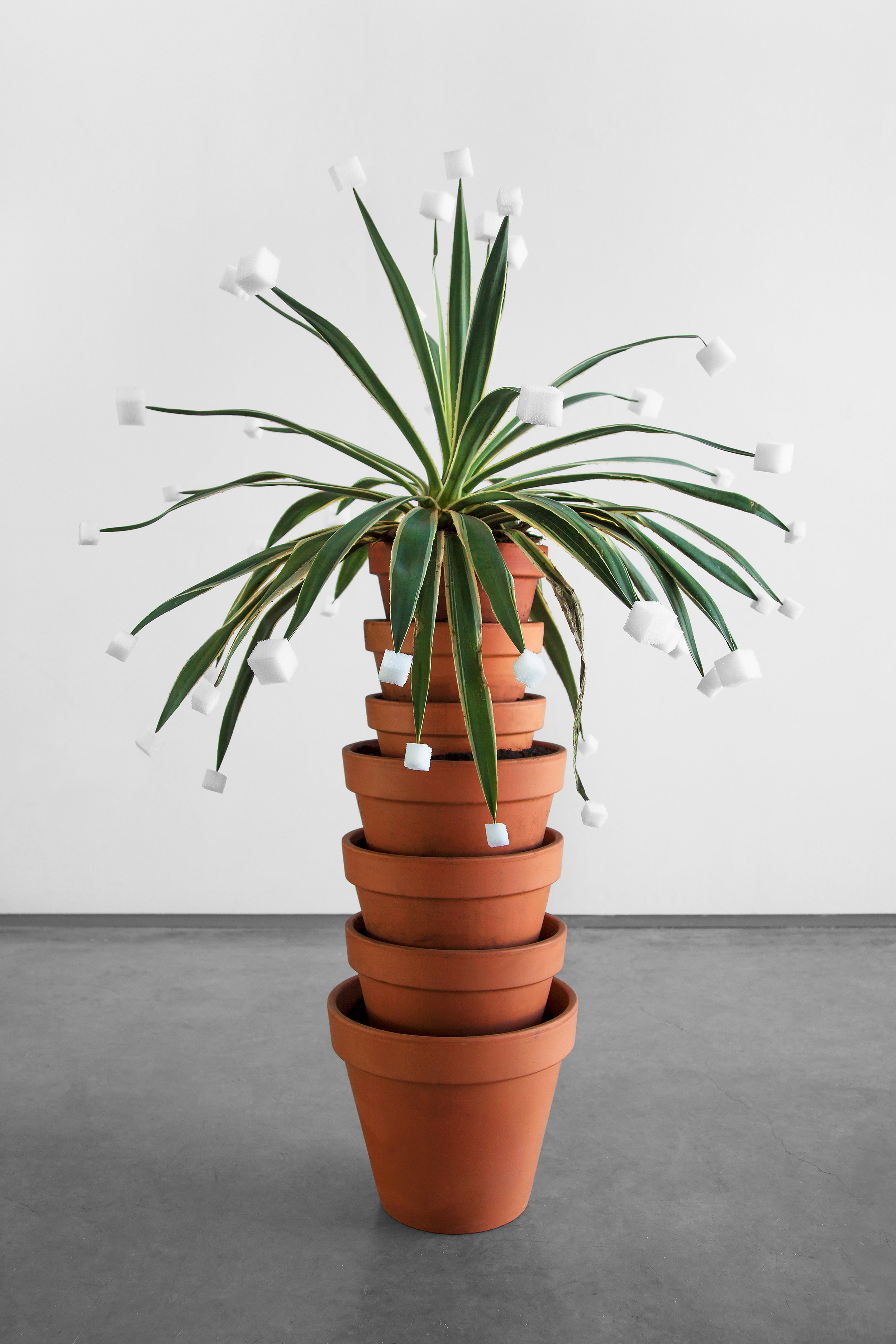Cube Tips (for Victoria) , 2014, agave plant, soil, terra cotta pots, styrofoam, approx. 60”x 20”x 14” (152.4 cm x 50.8 cm x 35.6 cm)