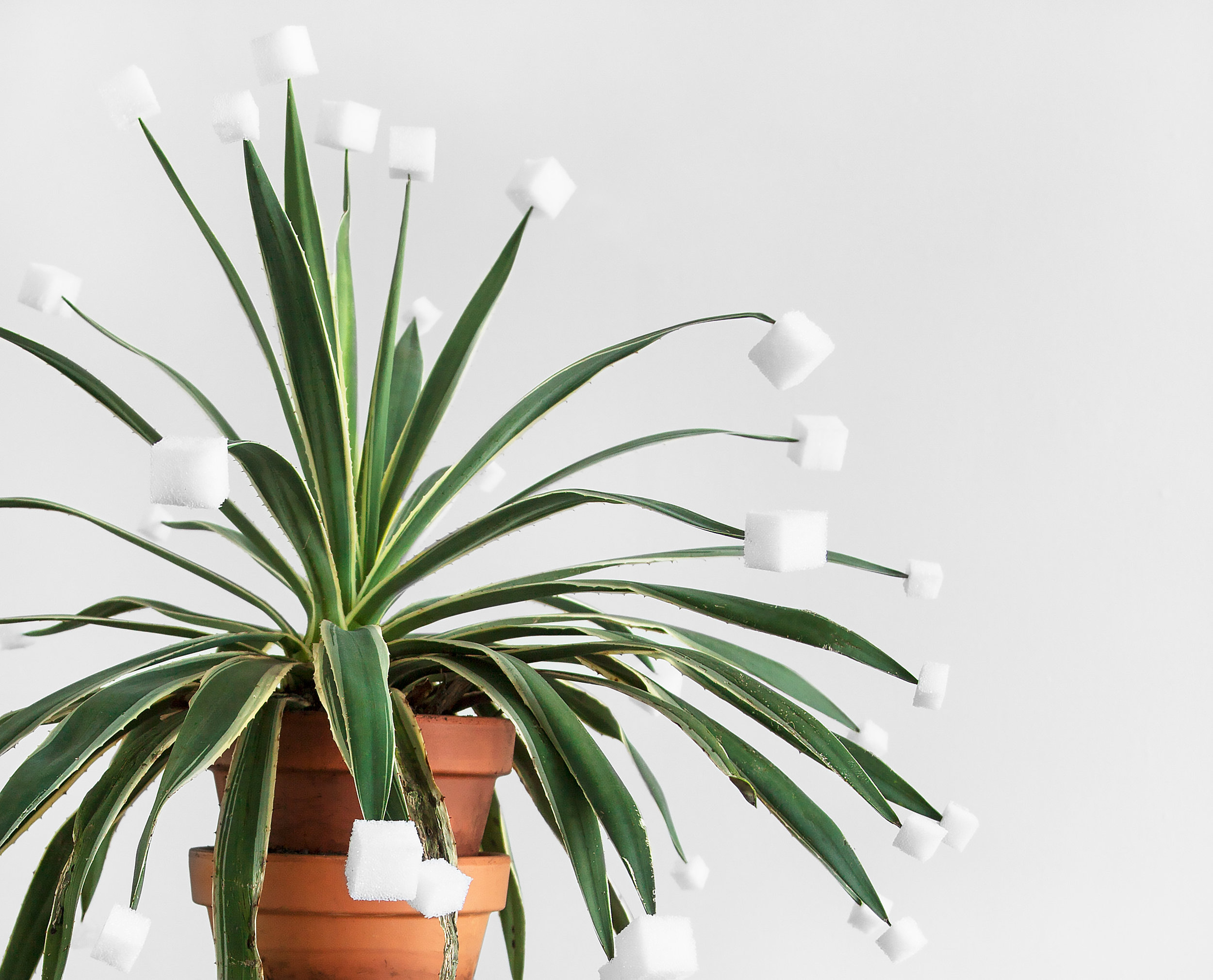 Cube Tips (for Victoria) , detail, 2014, agave plant, soil, terra cotta pots, styrofoam, approx. 60”x 20”x 14”(152.4 cm x 50.8 cm x 35.6 cm)
