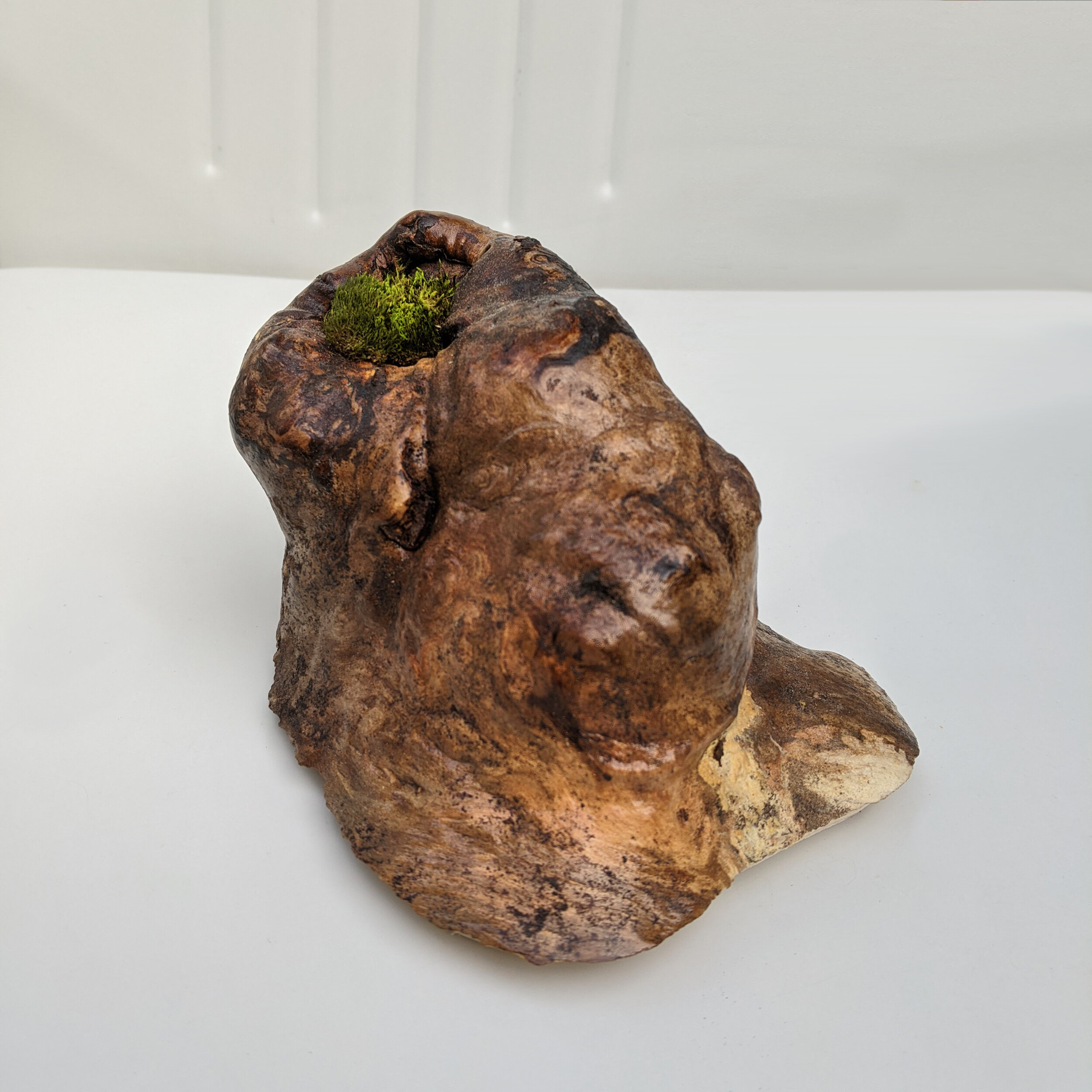 Wood Burl Terrarium #2