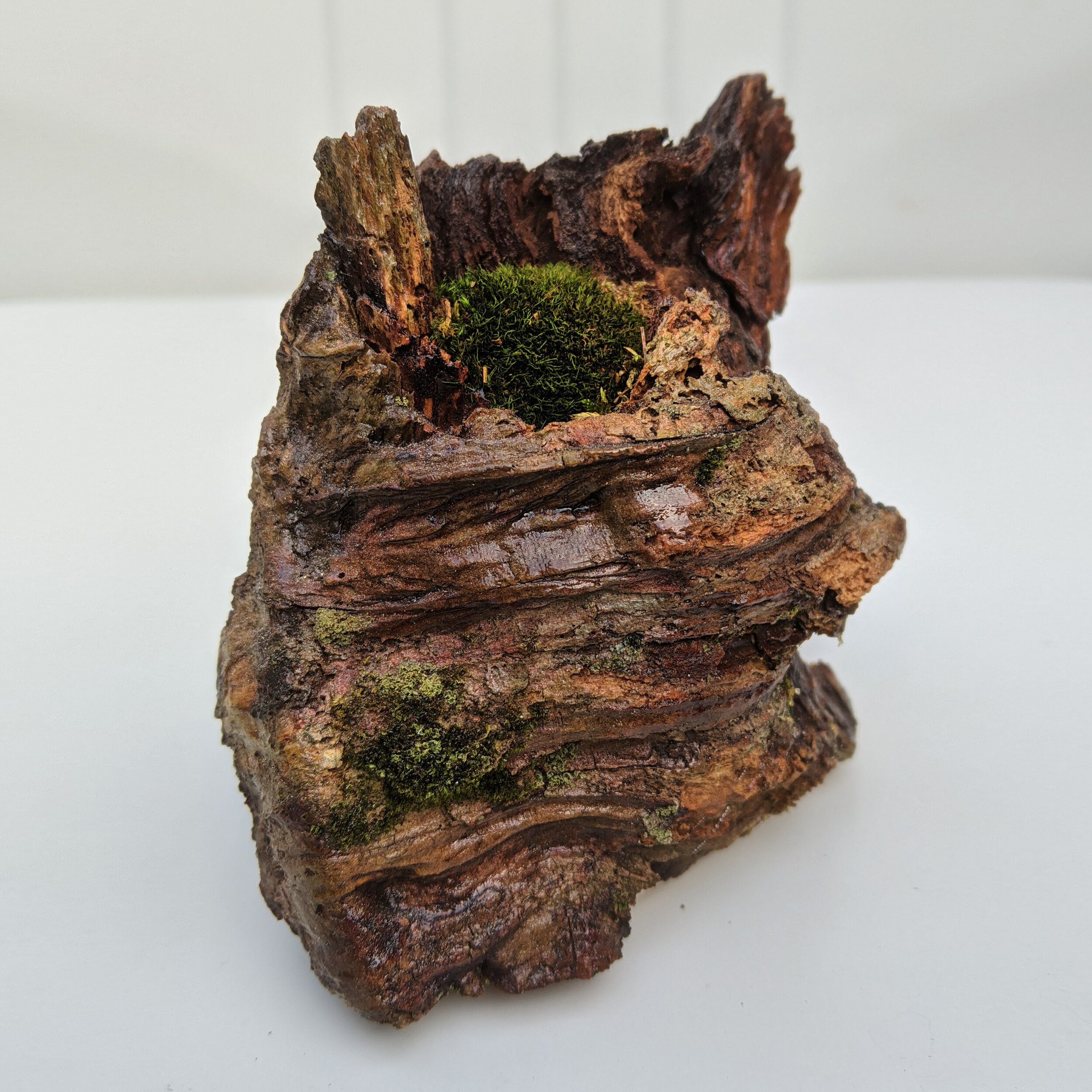 Wood Burl Terrarium #3