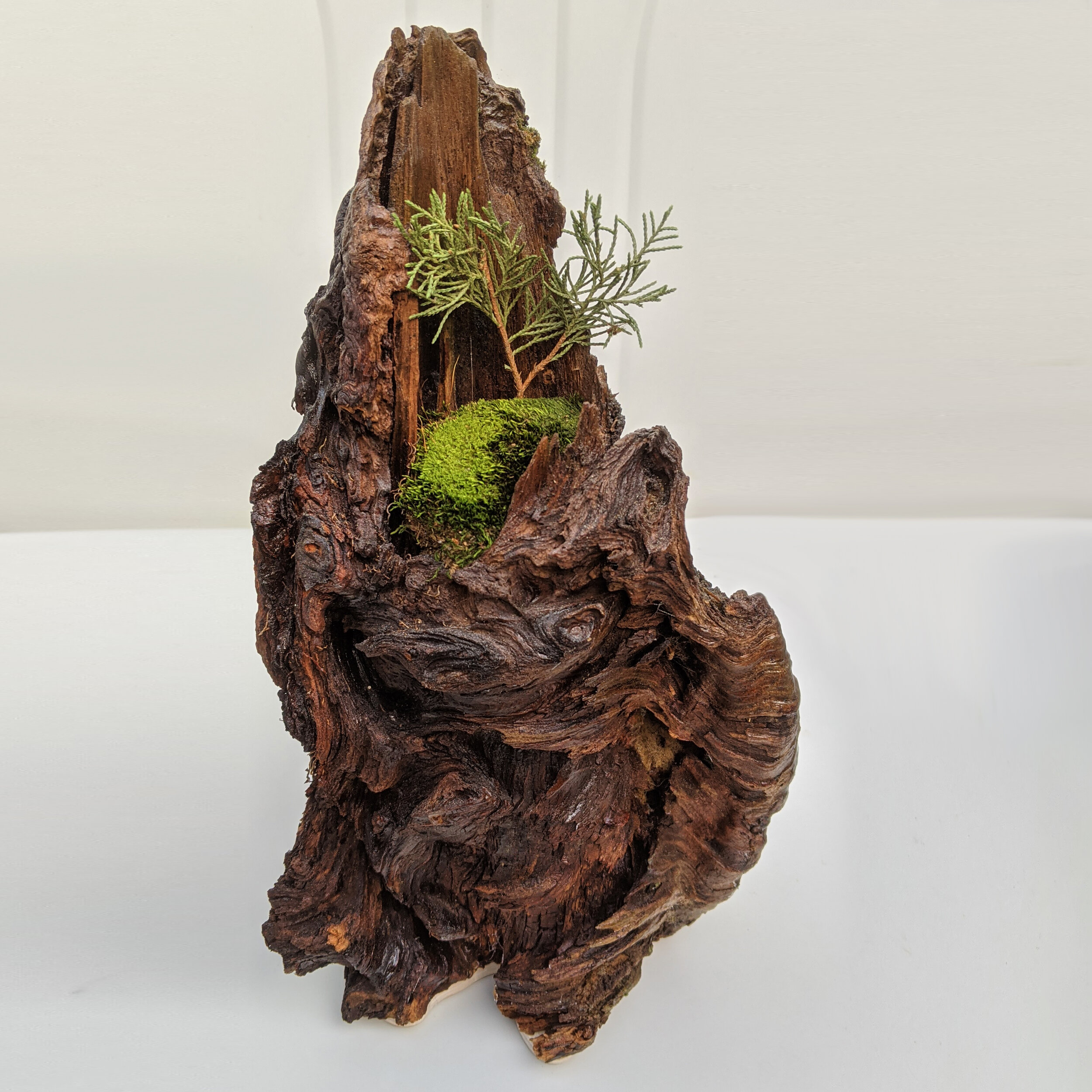 Wood Burl Terrarium #4