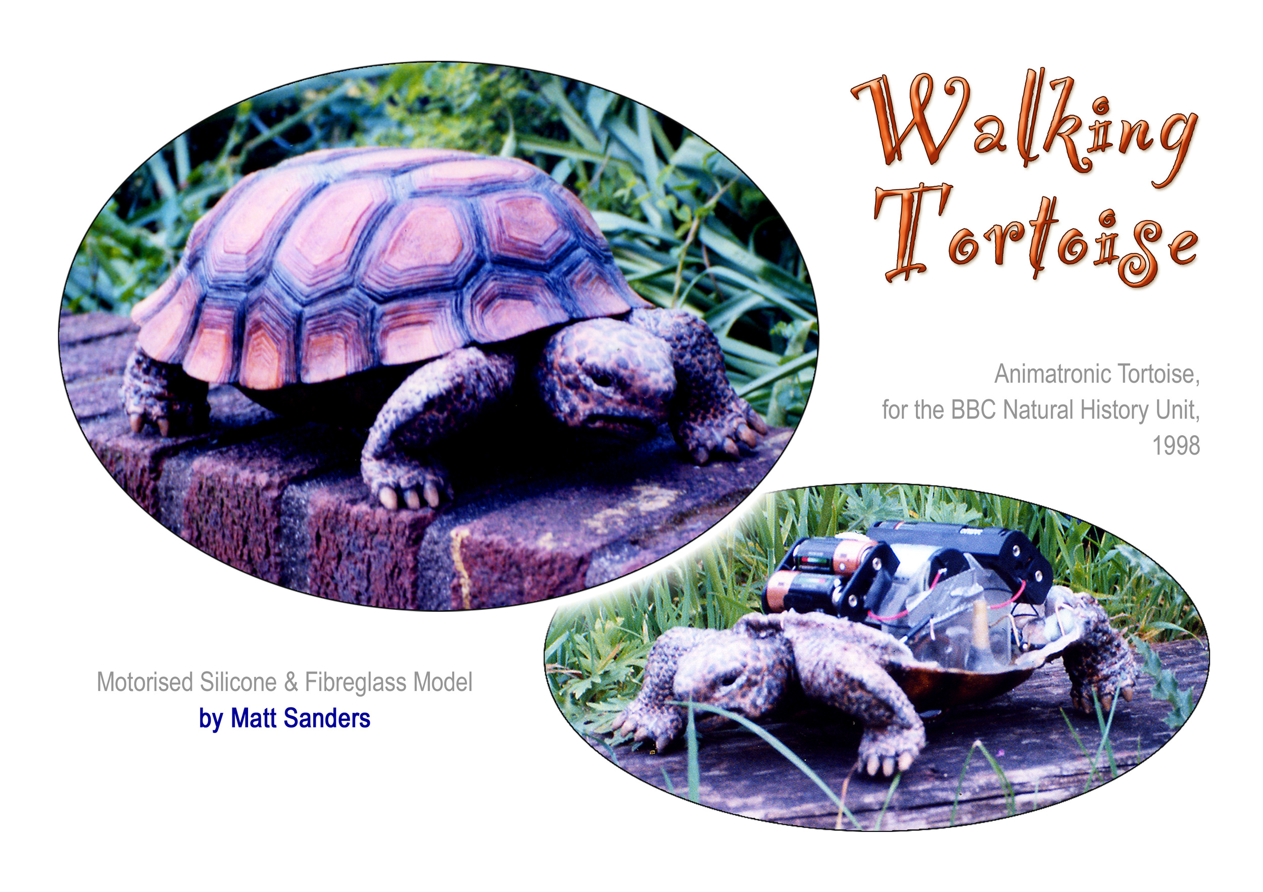 Tortoise Sheet.jpg