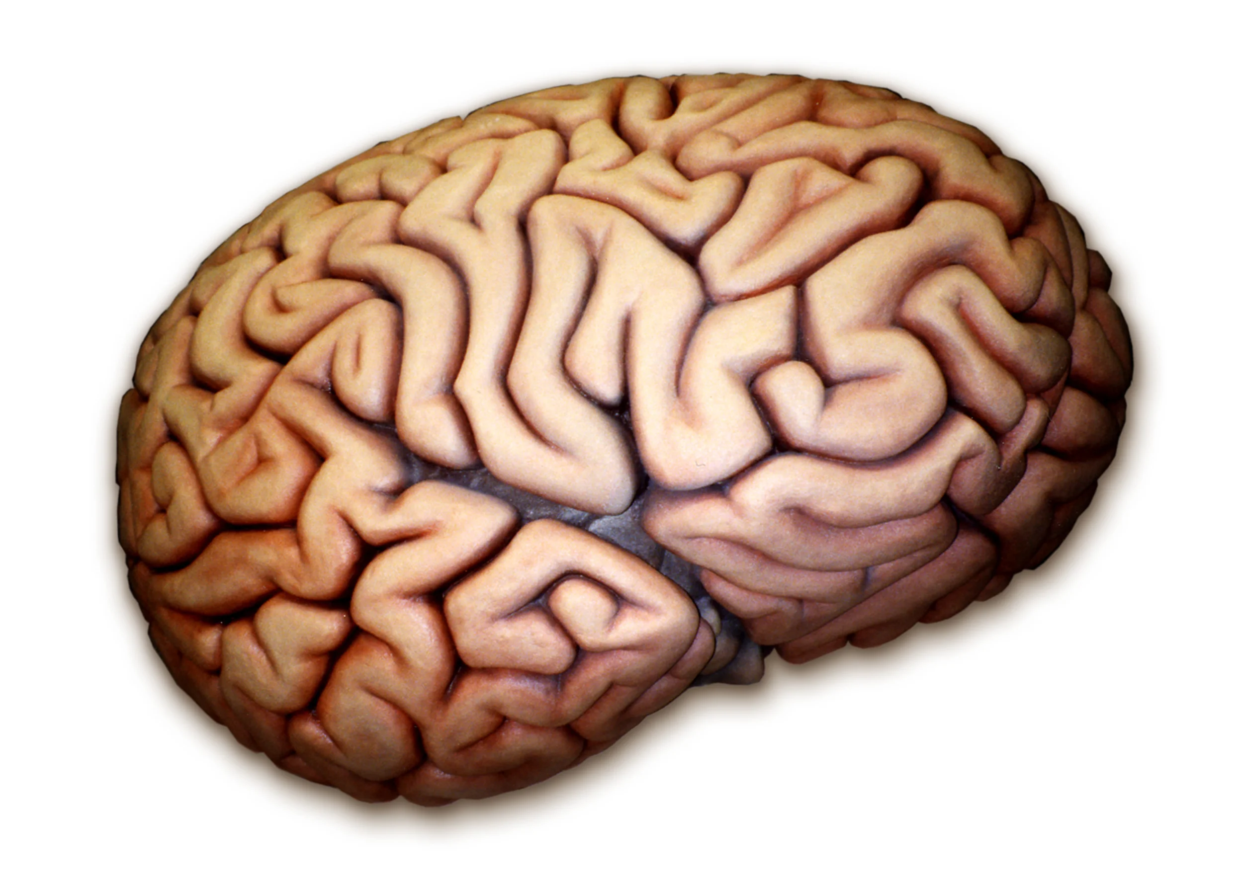 Brain Thumbnail.jpg