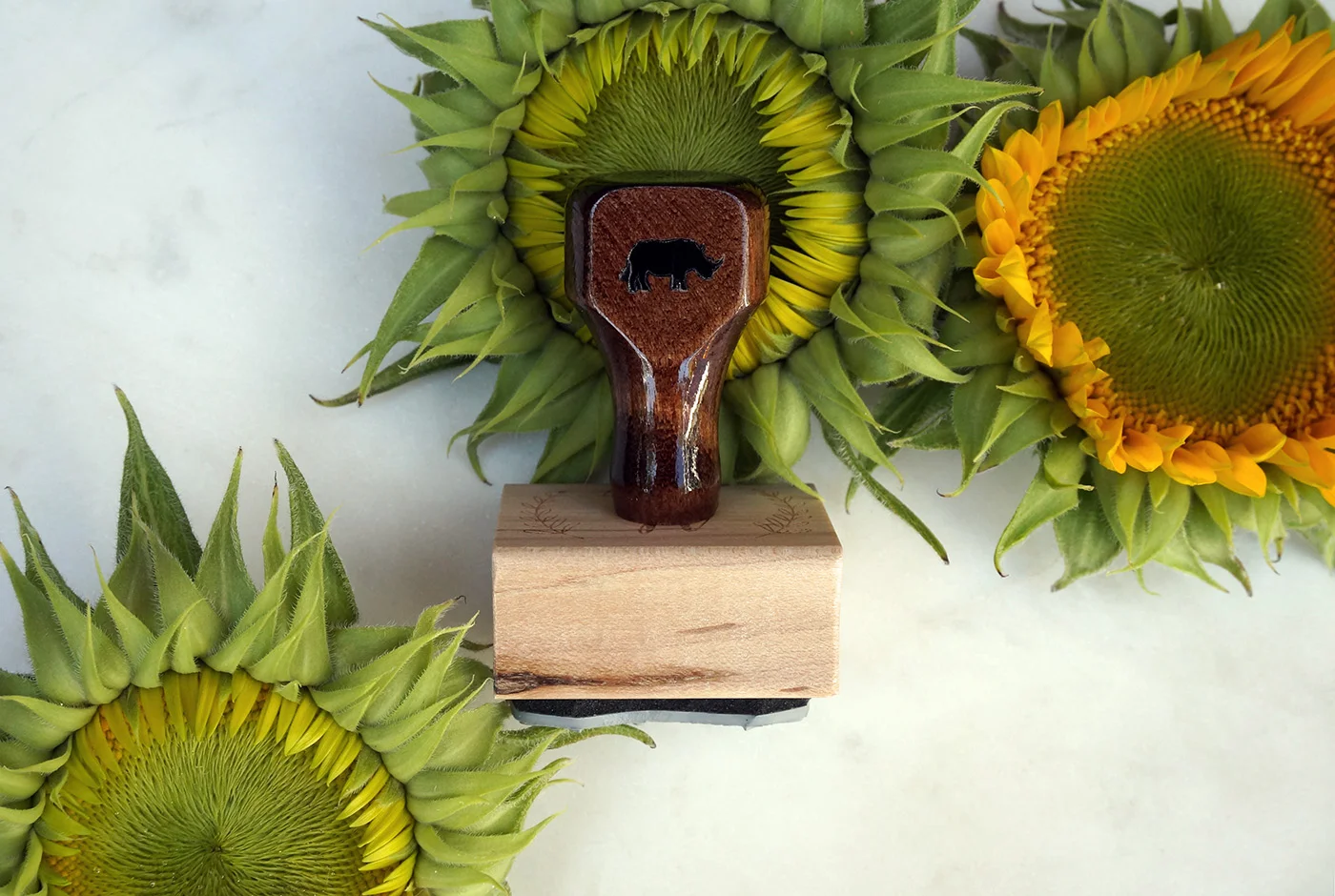 Rhino-sunflower-sm.jpg