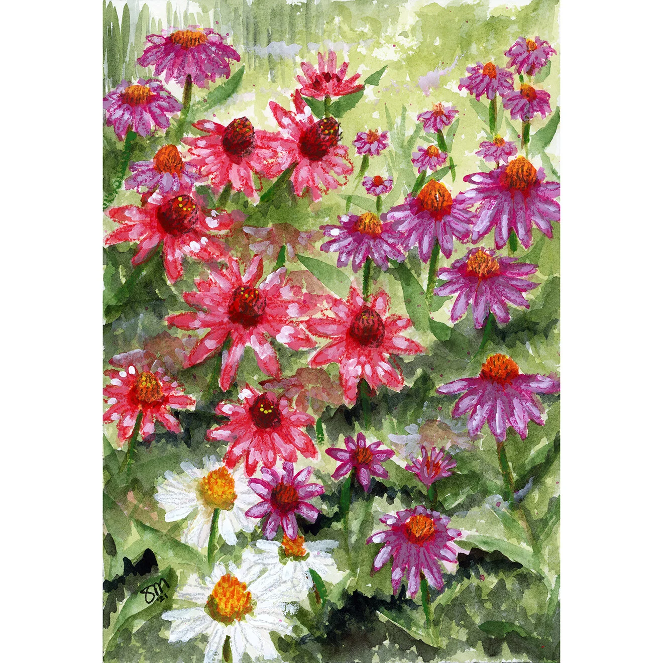 Cone-Flowers_.jpg