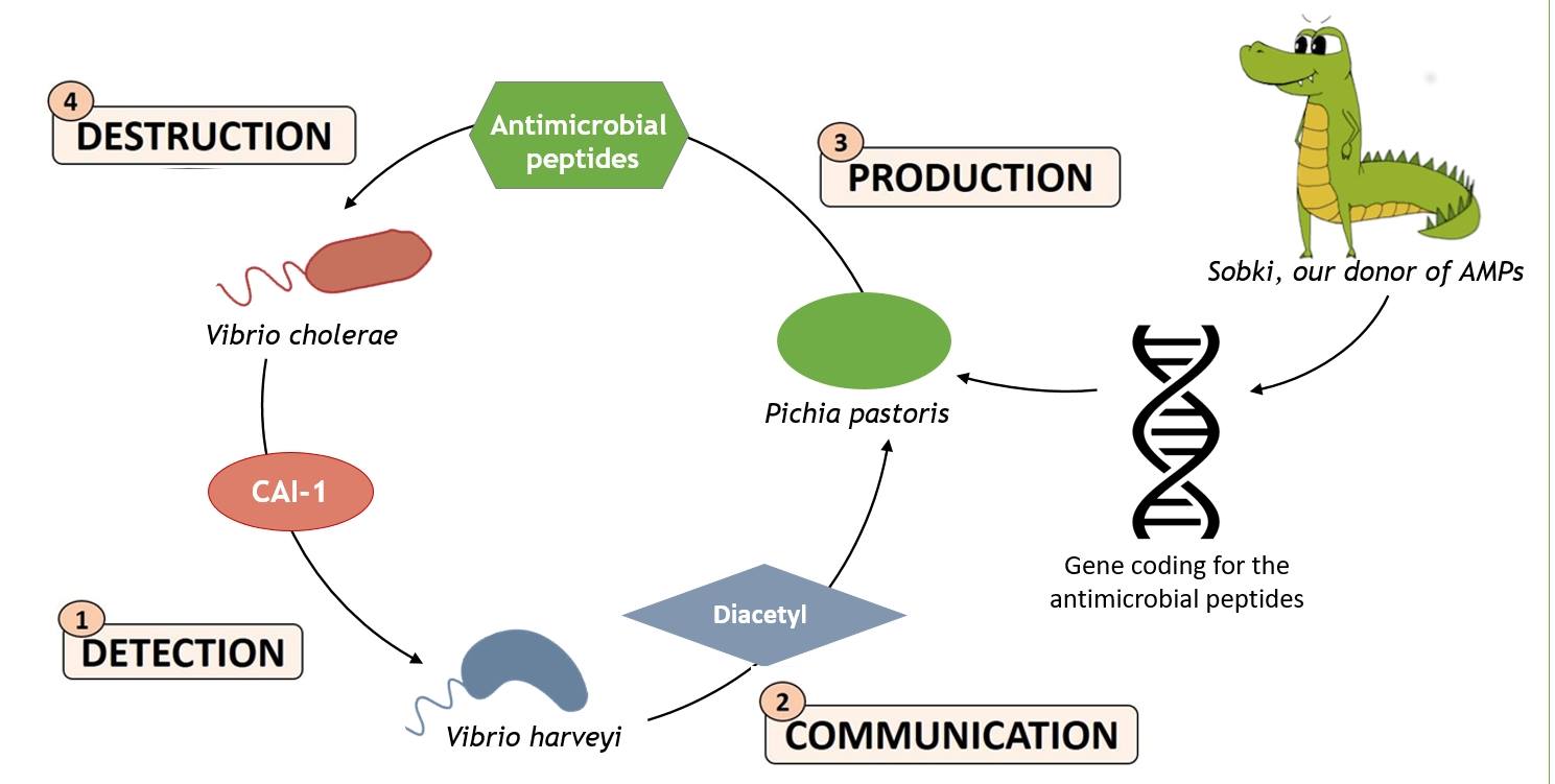 Summary of the iGEM team's strategy to kill Vibrio cholerae by using synthetic biology
