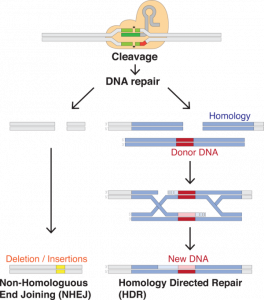 Deletion/insertion in genome by CRISPR Source: Wikimedia