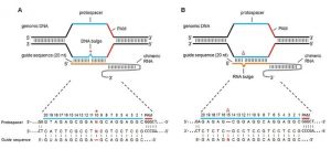 Off-target effects of CRISPR Source: Wikimedia