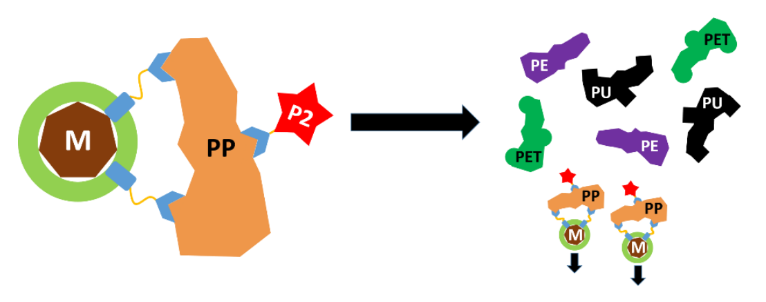 Figure 2: Fluorescent detection of the bound plastic particle with bound fluorescent markers.