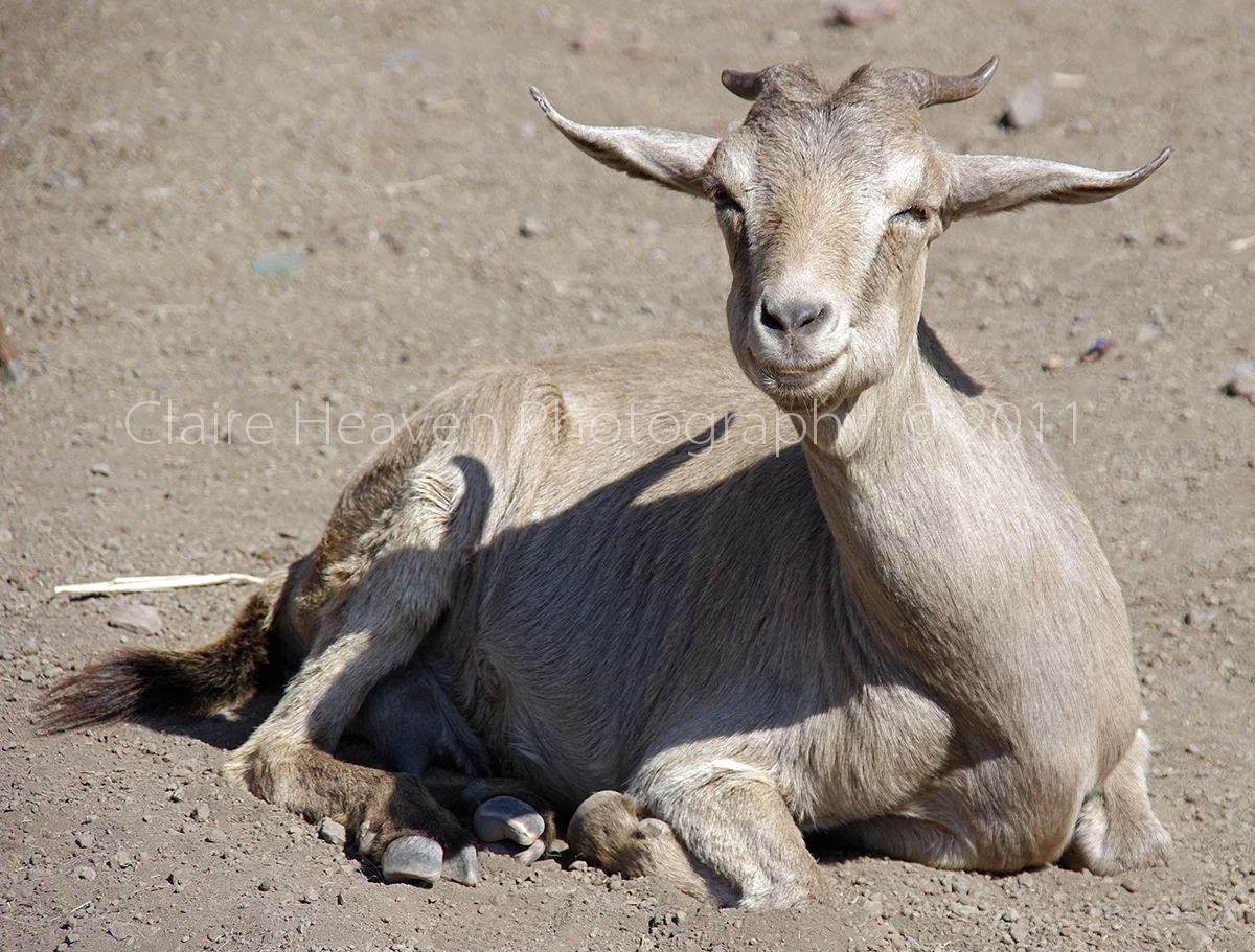 My almost pet goat!