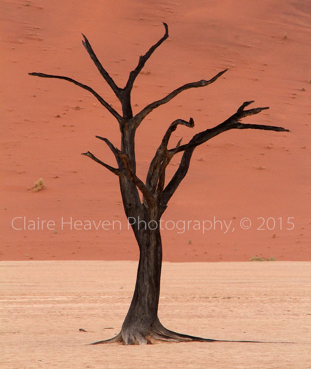 Dead Vlei series #2