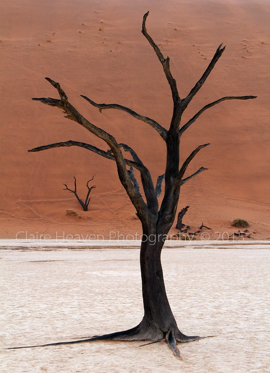 Dead Vlei series #3