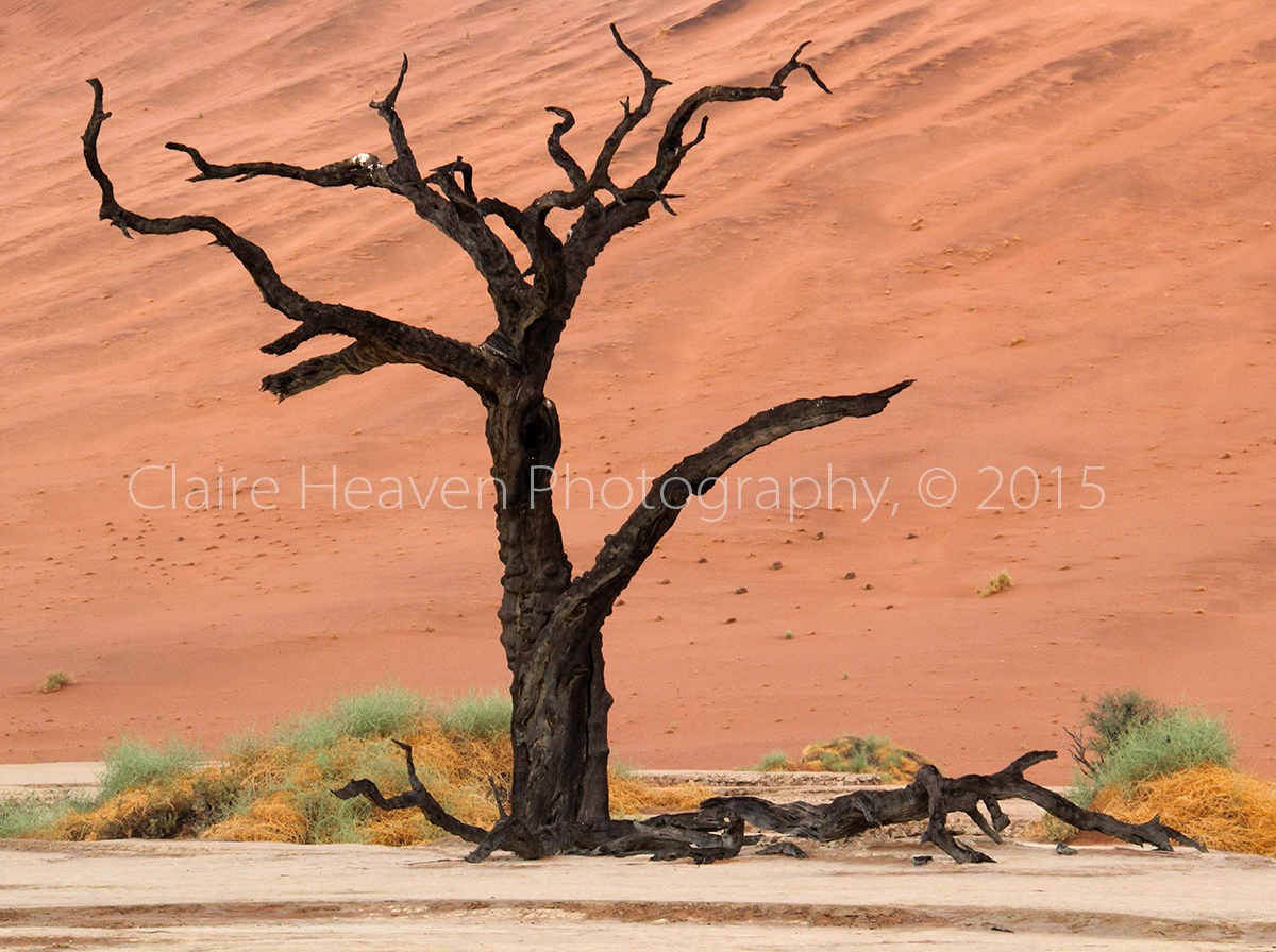 Dead Vlei series #7